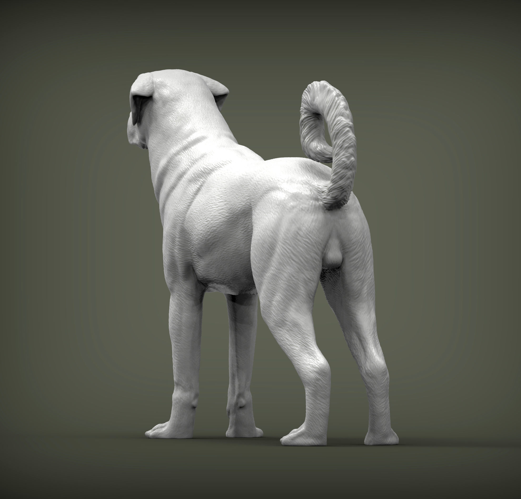 Anatolian shepherd 3D print model_3