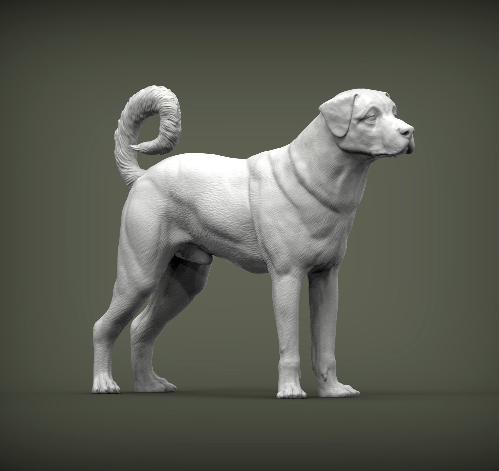 Anatolian shepherd 3D print model_2