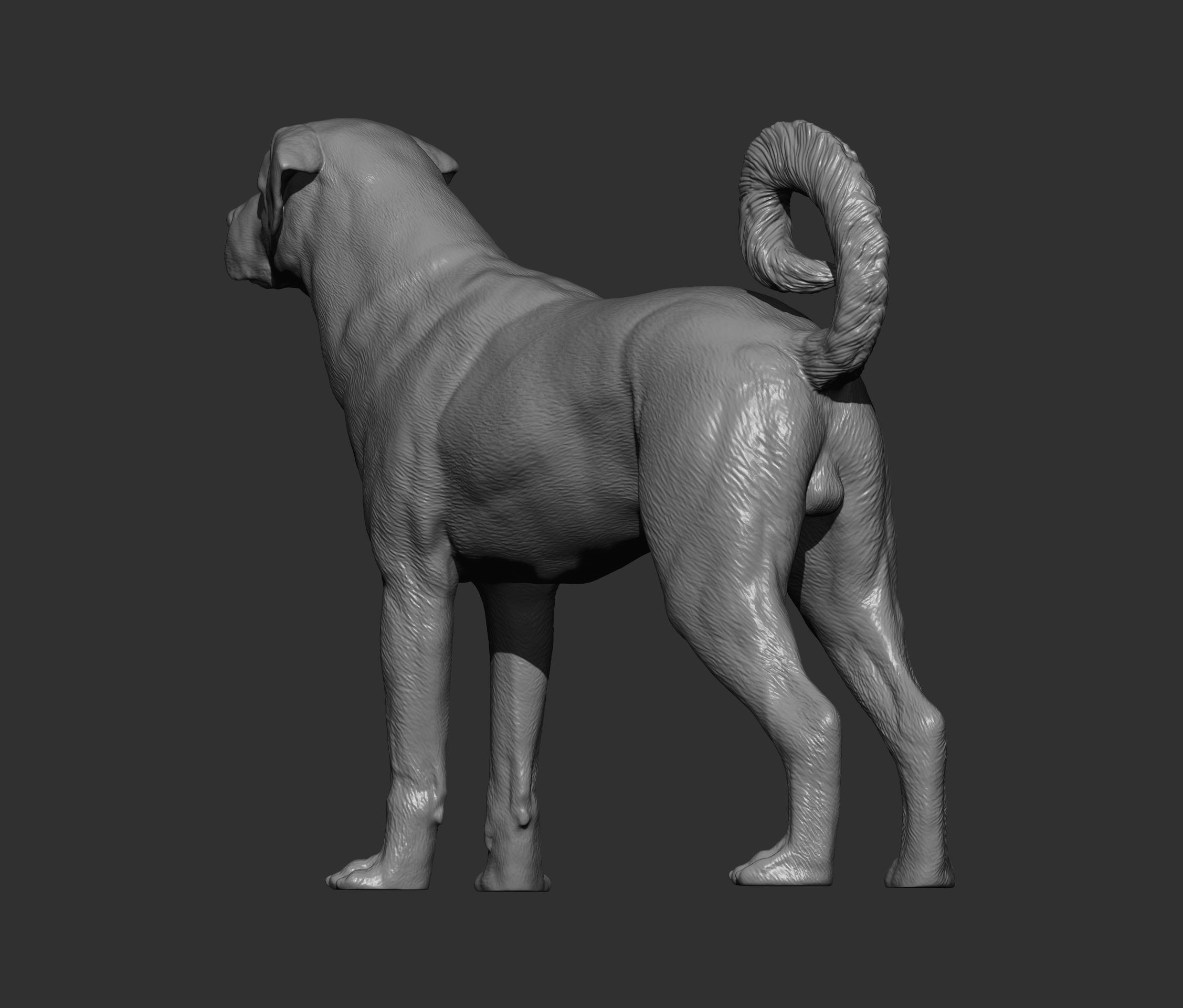 Anatolian shepherd 3D print model_8