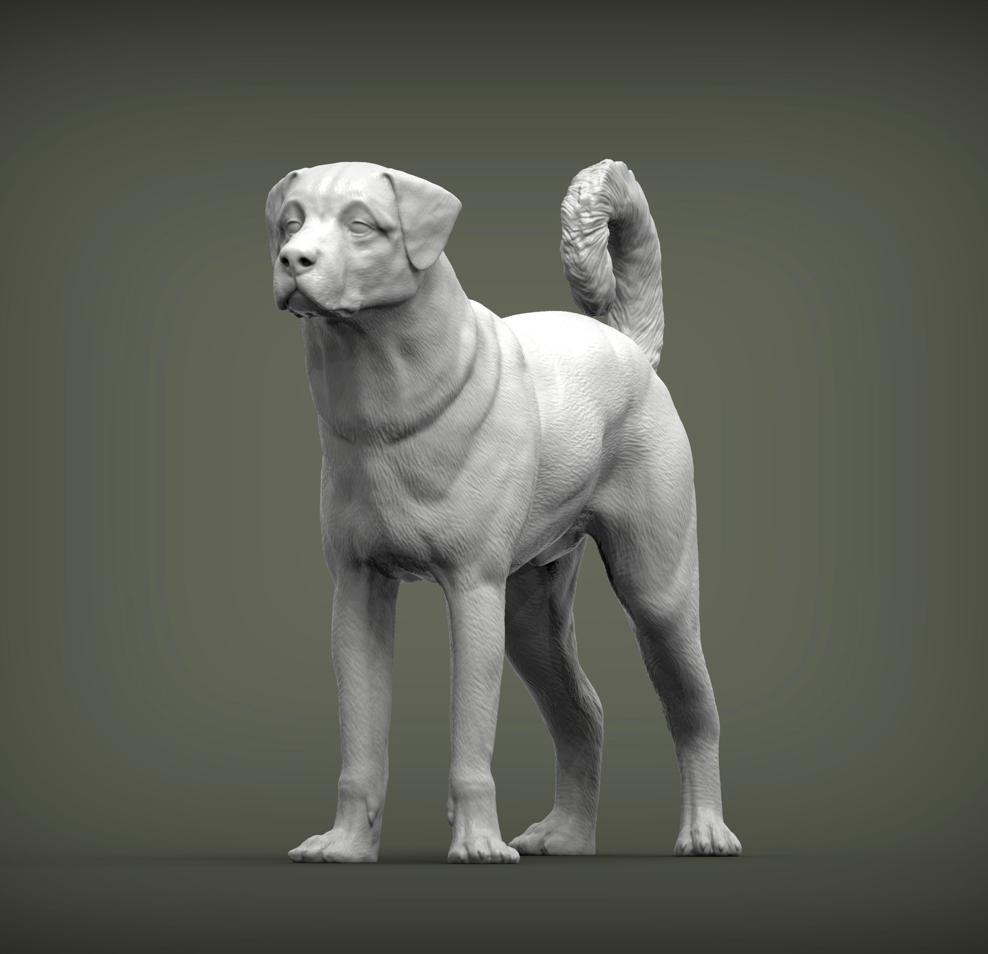 Anatolian shepherd 3D print model_1