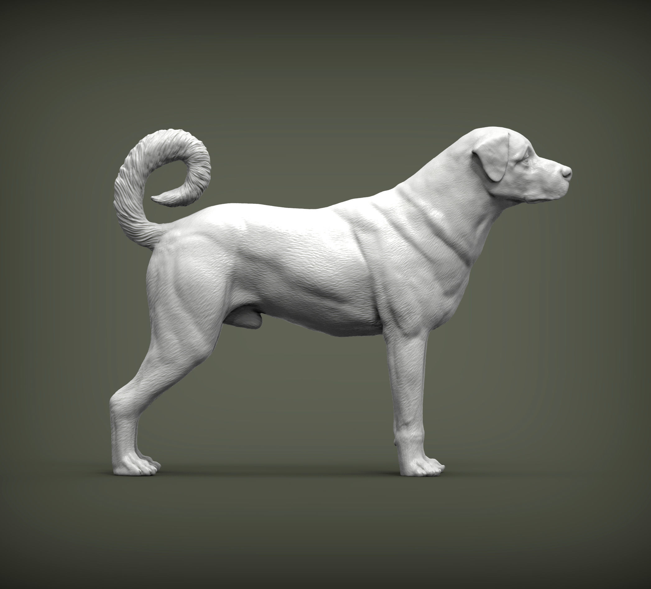 Anatolian shepherd 3D print model_4