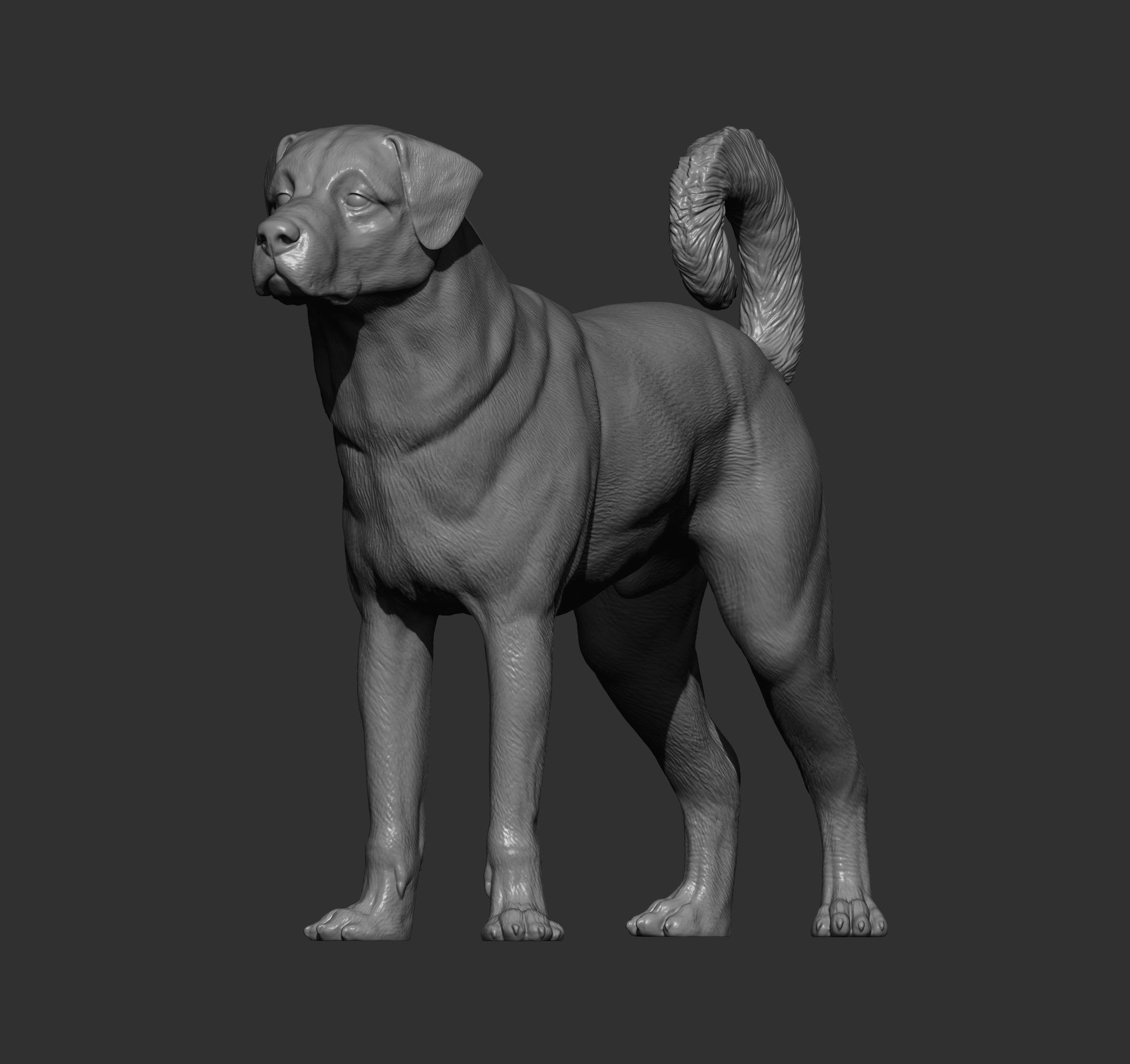 Anatolian shepherd 3D print model_5