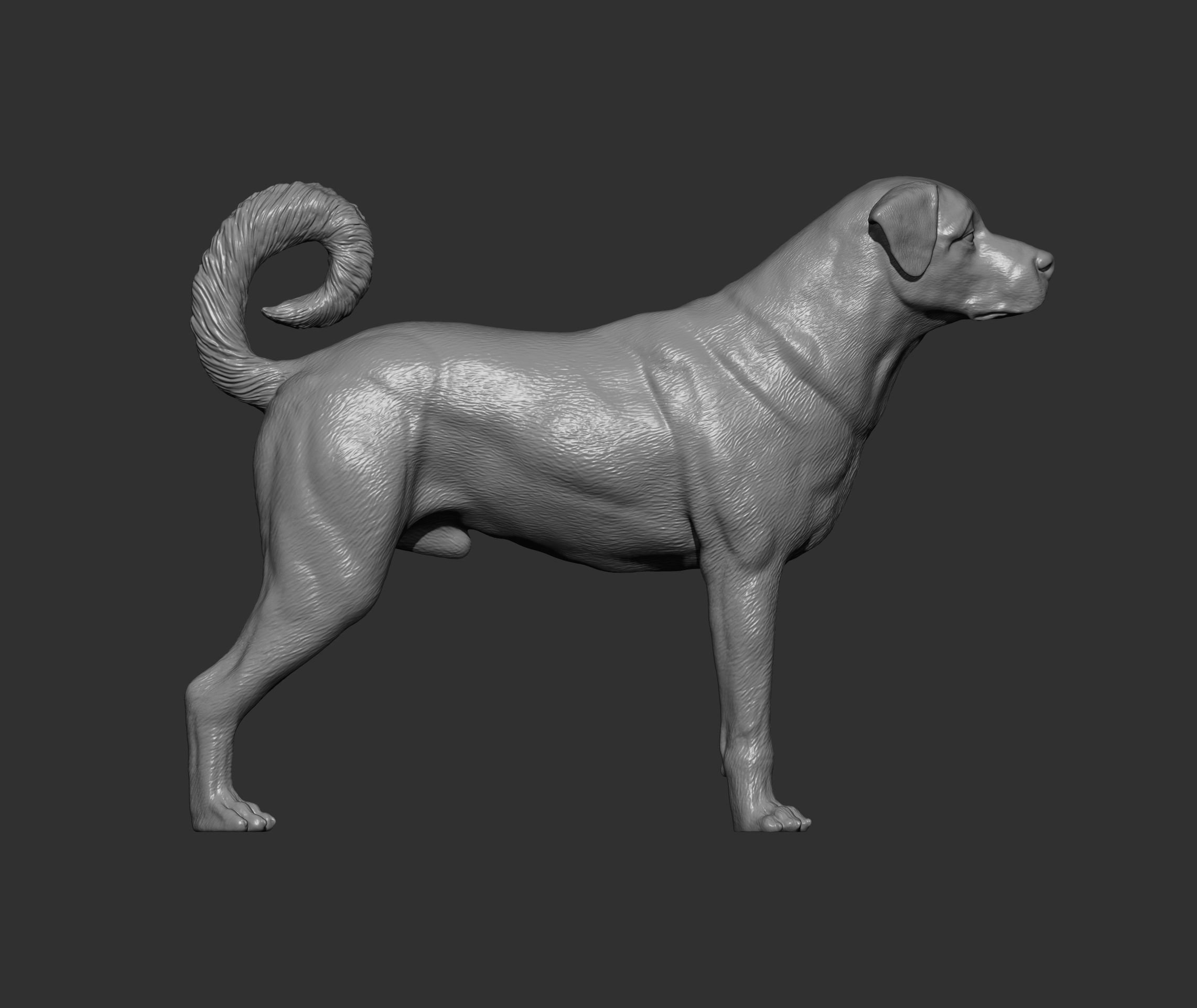 Anatolian shepherd 3D print model_6