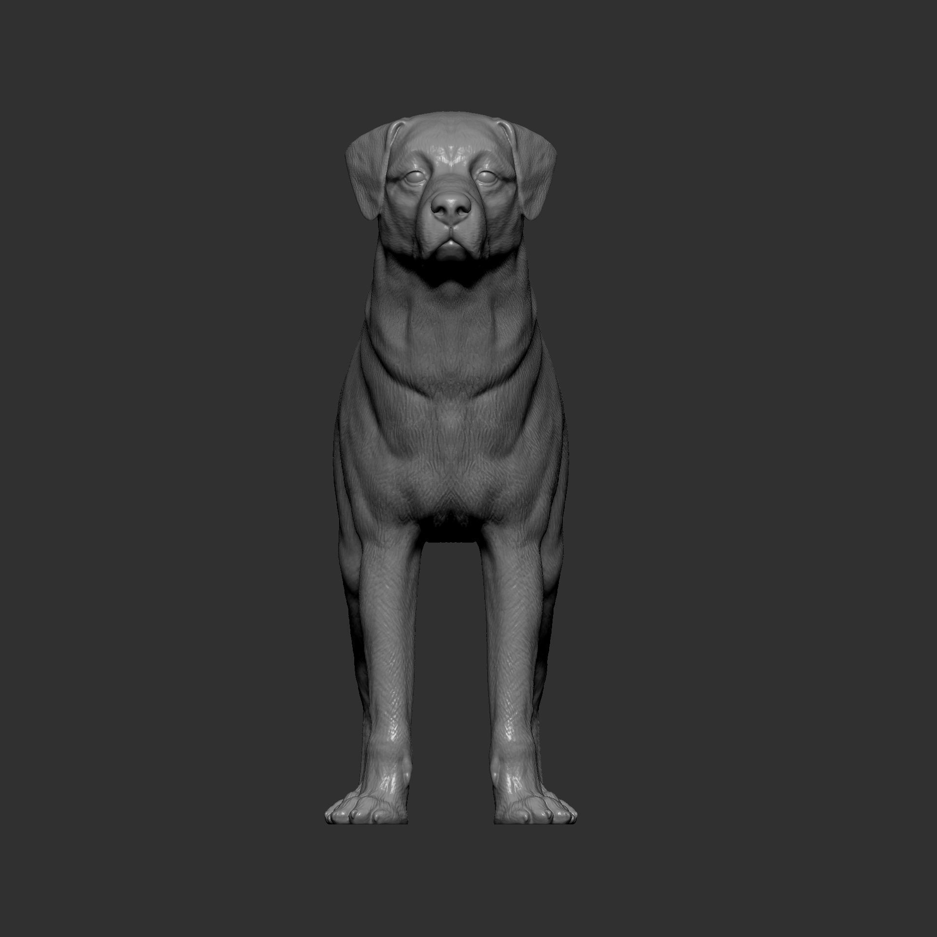 Anatolian shepherd 3D print model_7