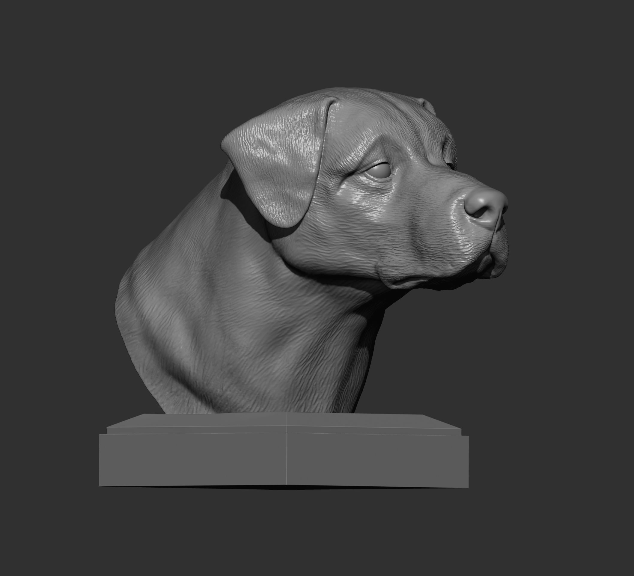 Anatolian shepherd bust 3D print model_3