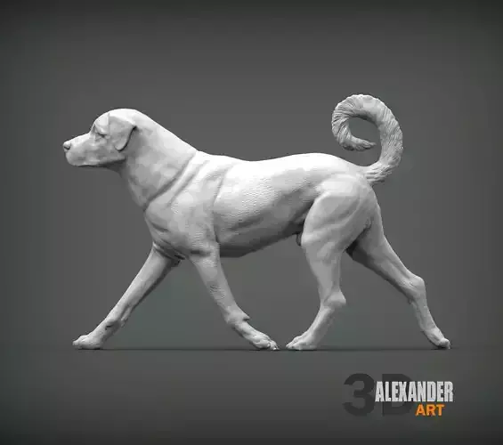 anatolian shepherd running