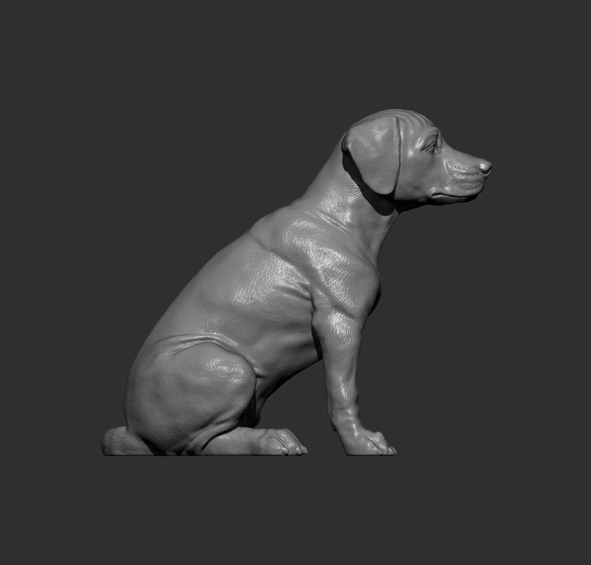 Puppy rhodesian ridgeback sitting 3D print model_8