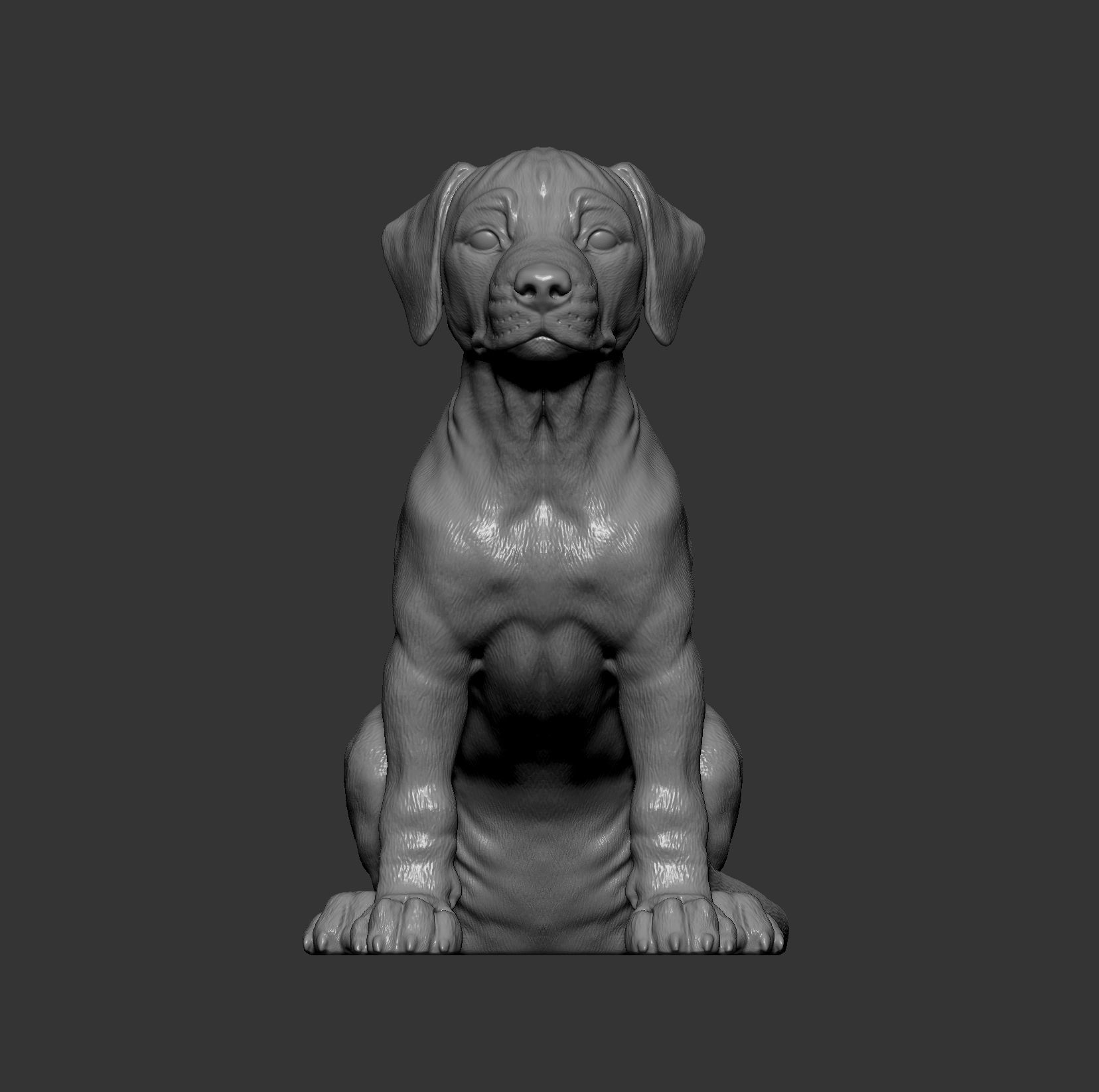 Puppy rhodesian ridgeback sitting 3D print model_14
