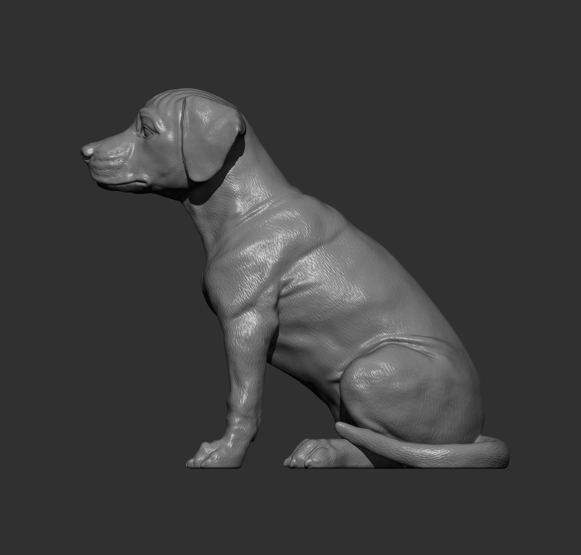 Puppy rhodesian ridgeback sitting 3D print model_13