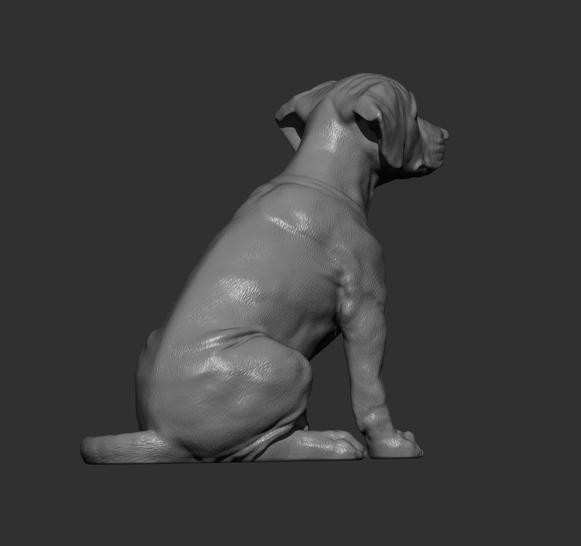 Puppy rhodesian ridgeback sitting 3D print model_10