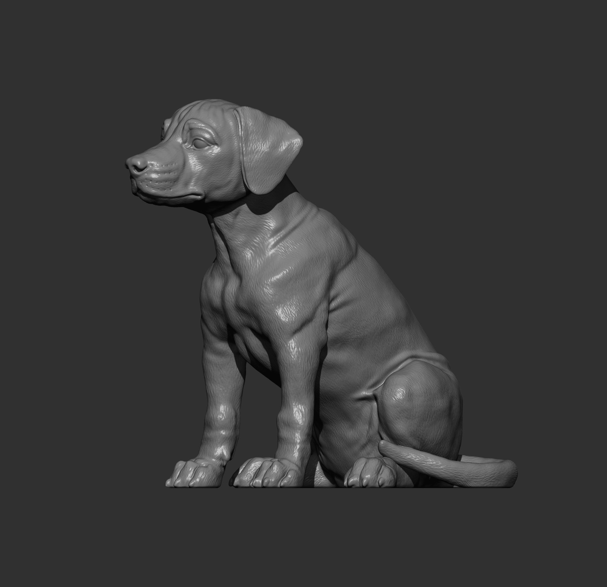 Puppy rhodesian ridgeback sitting 3D print model_9