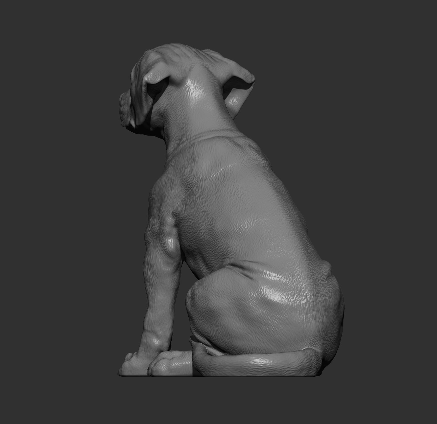 Puppy rhodesian ridgeback sitting 3D print model_12
