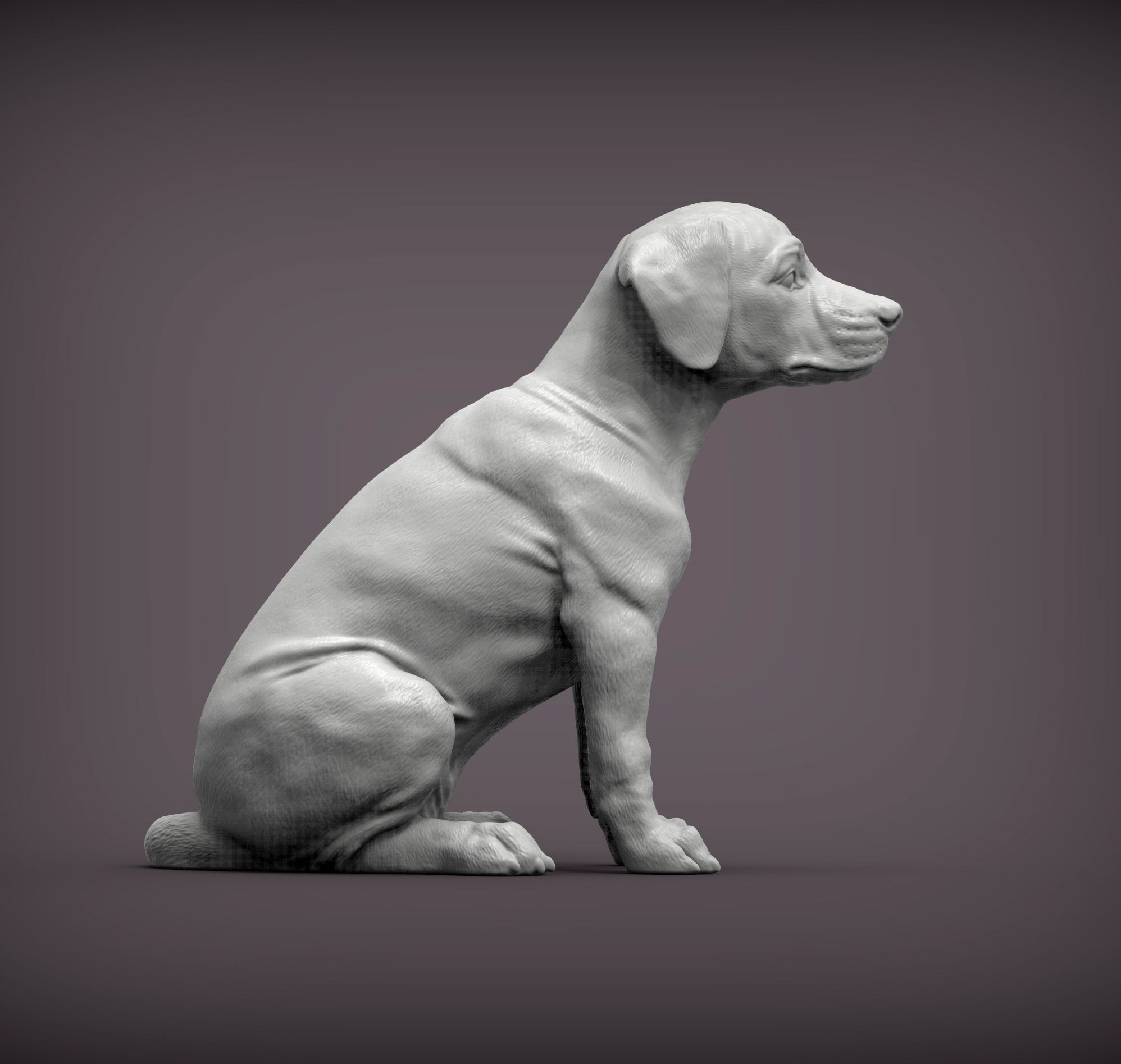 Puppy rhodesian ridgeback sitting 3D print model_7