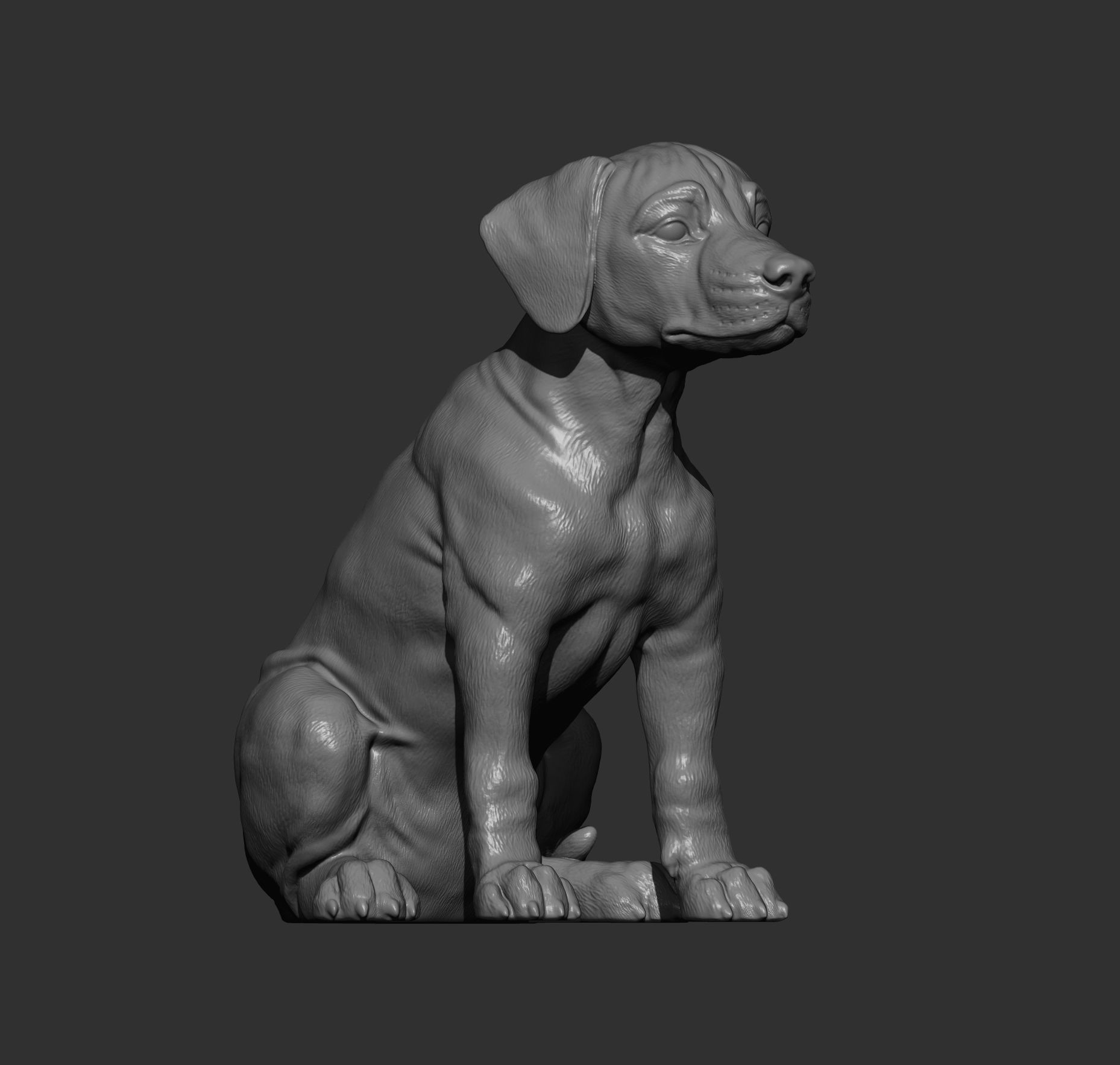Puppy rhodesian ridgeback sitting 3D print model_11