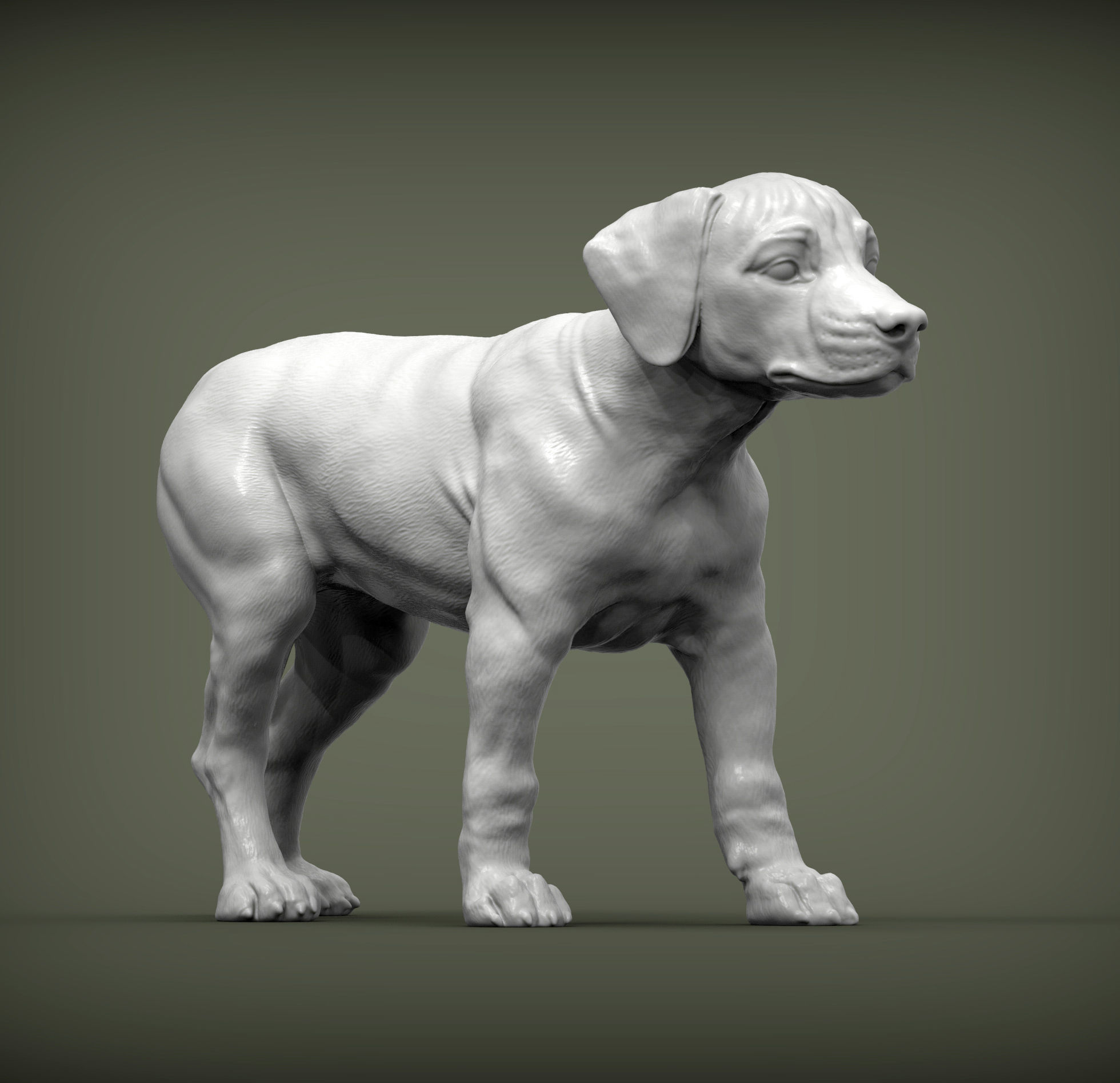 puppy rhodesian ridgeback standing 3D print model_2