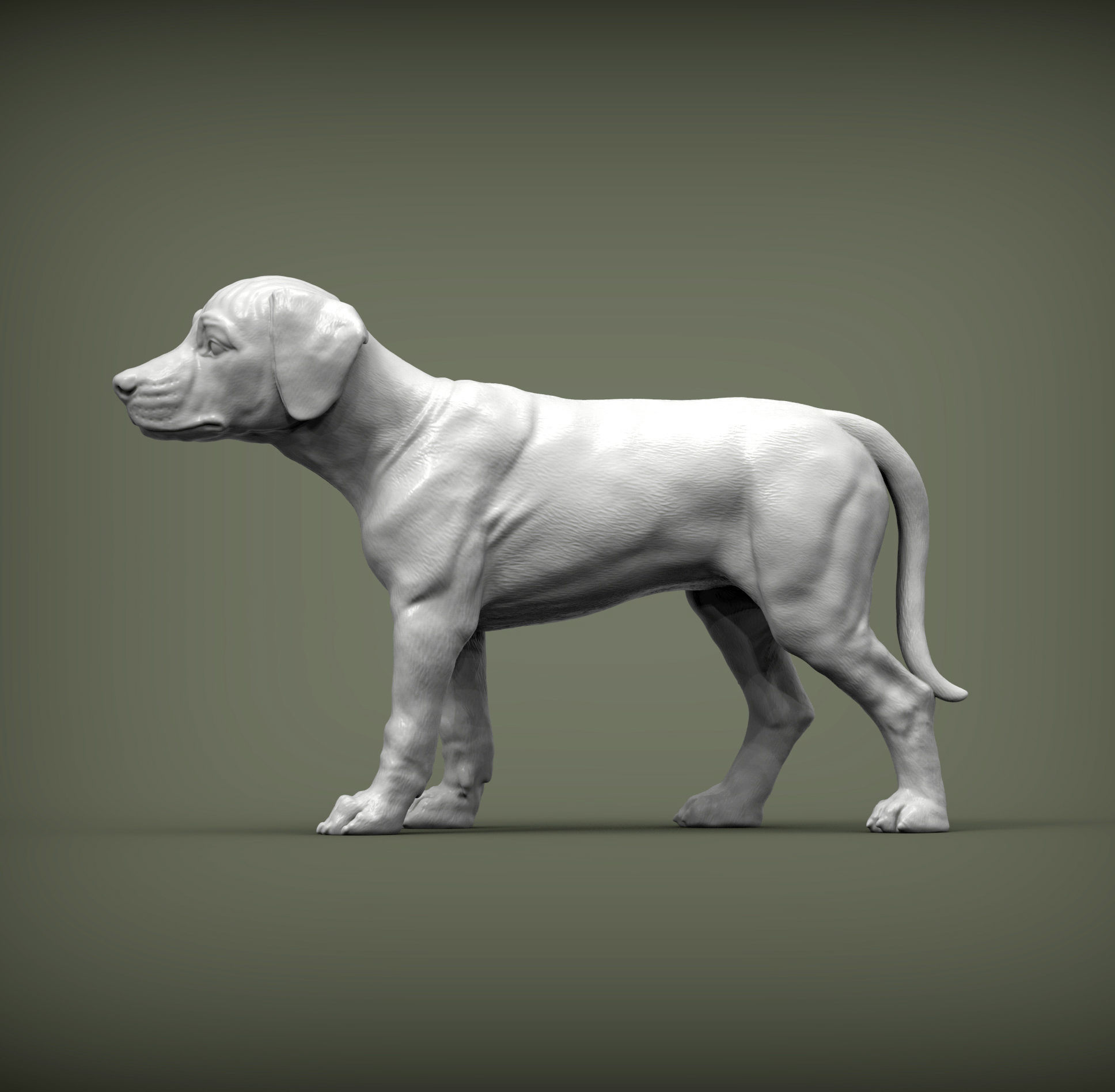puppy rhodesian ridgeback standing 3D print model_3