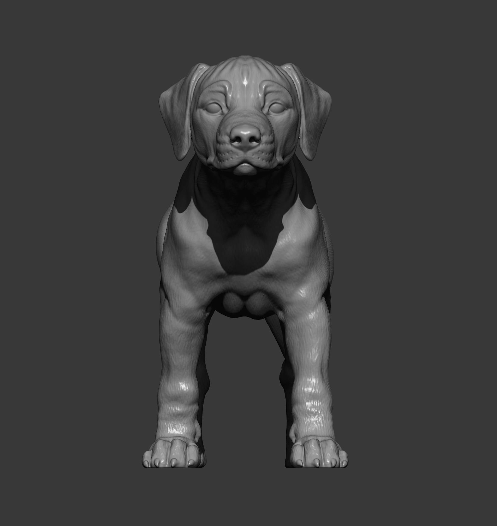 puppy rhodesian ridgeback standing 3D print model_11