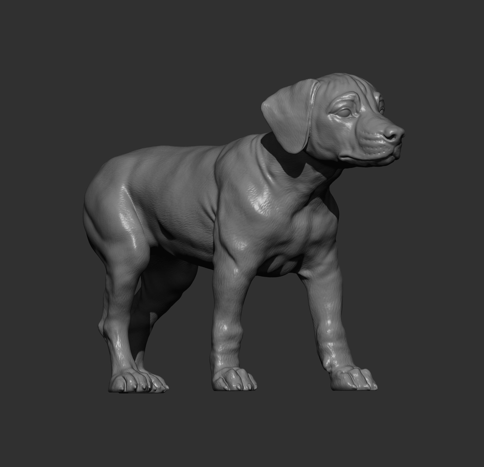 puppy rhodesian ridgeback standing 3D print model_9