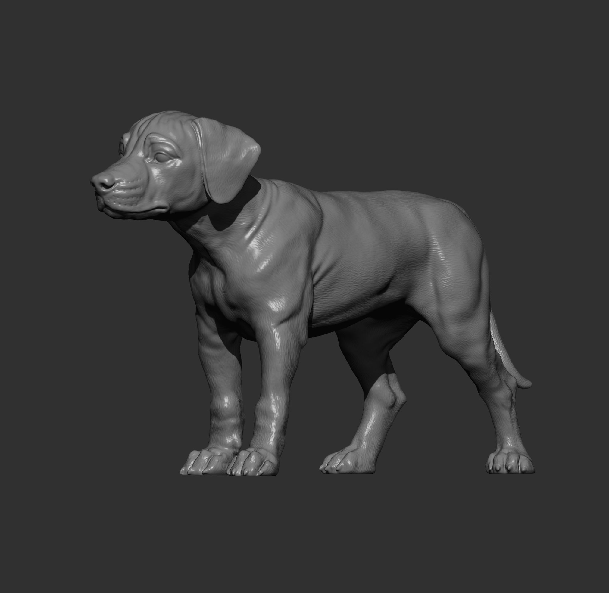 puppy rhodesian ridgeback standing 3D print model_13