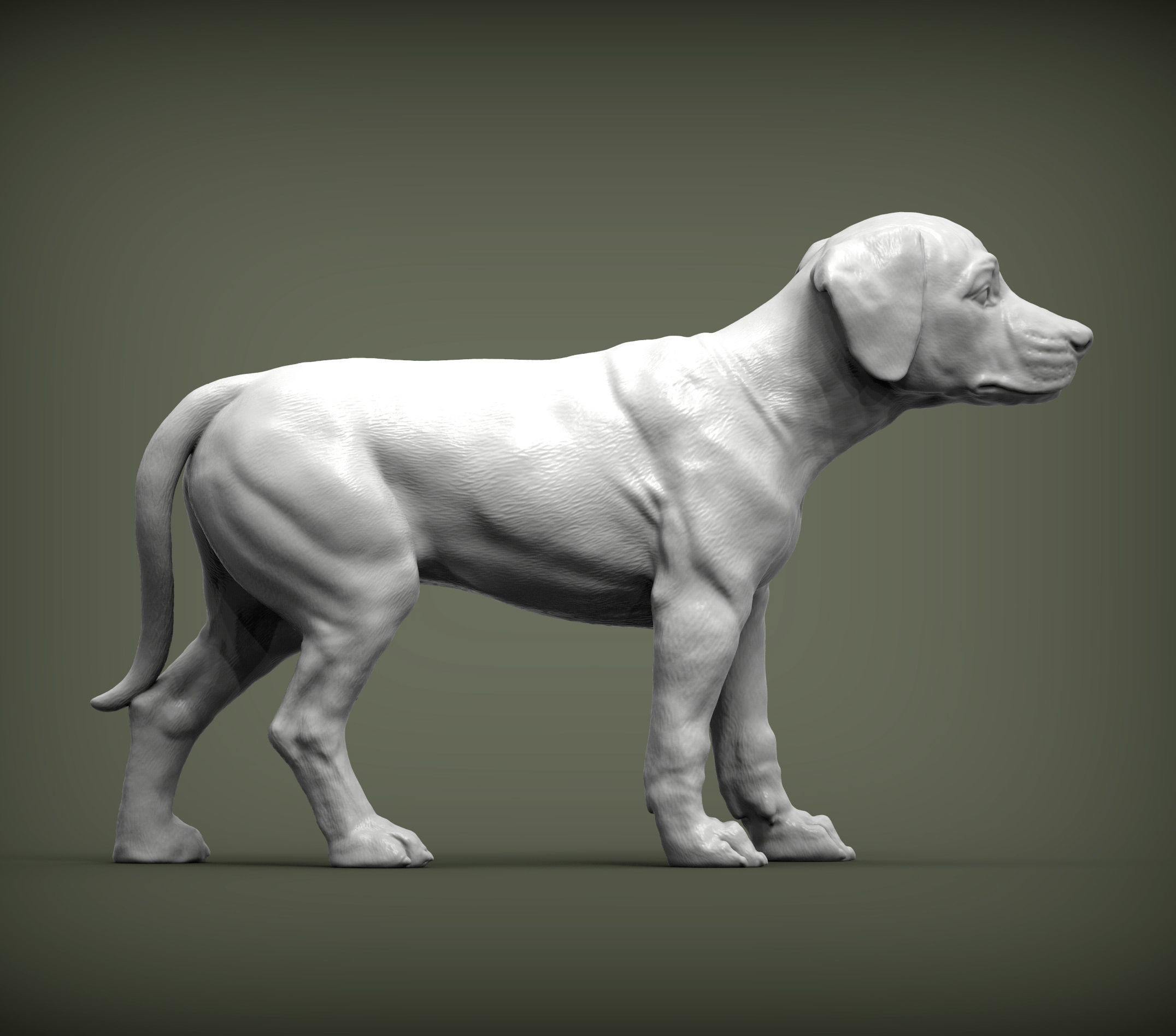 puppy rhodesian ridgeback standing 3D print model_5