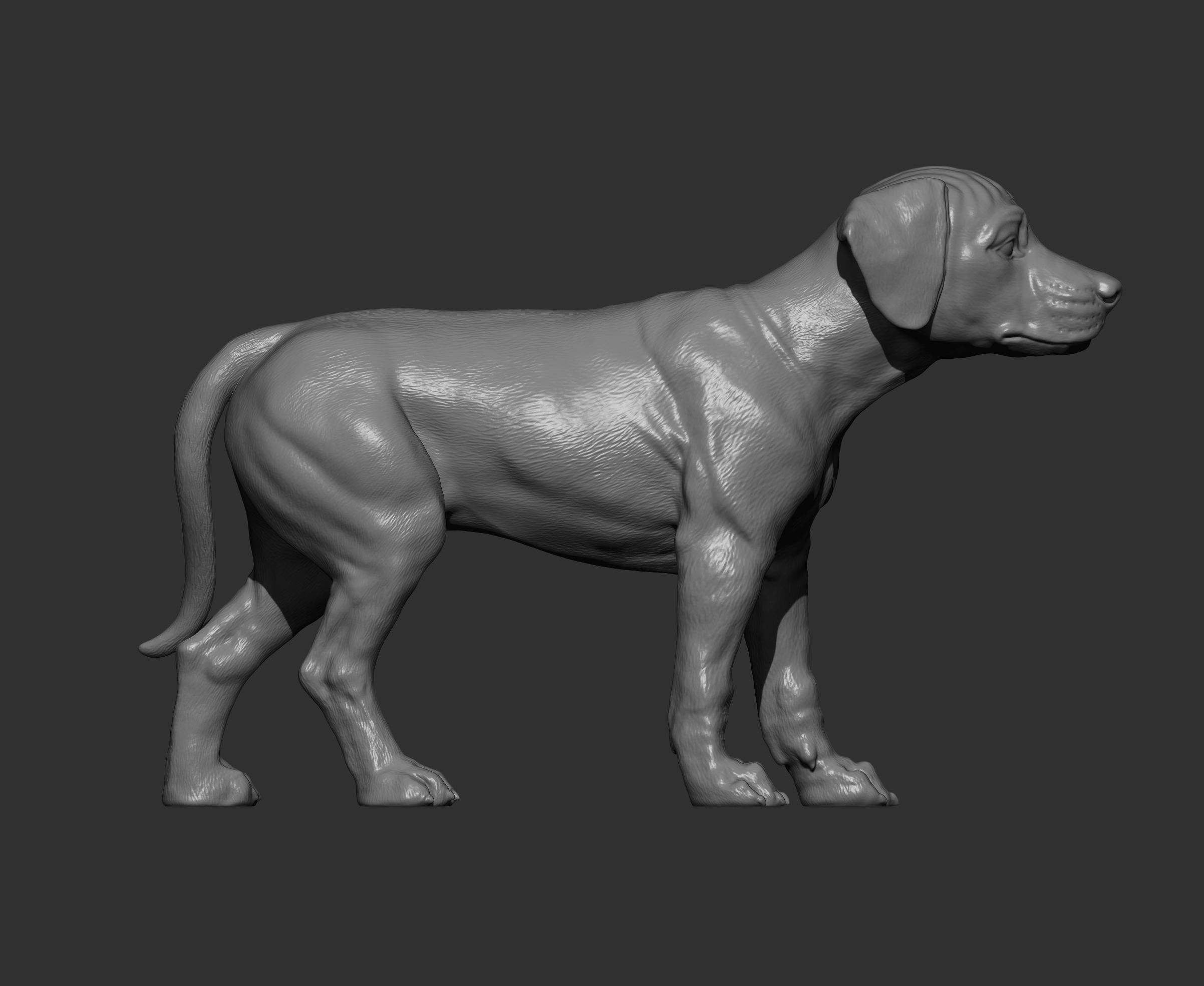puppy rhodesian ridgeback standing 3D print model_12