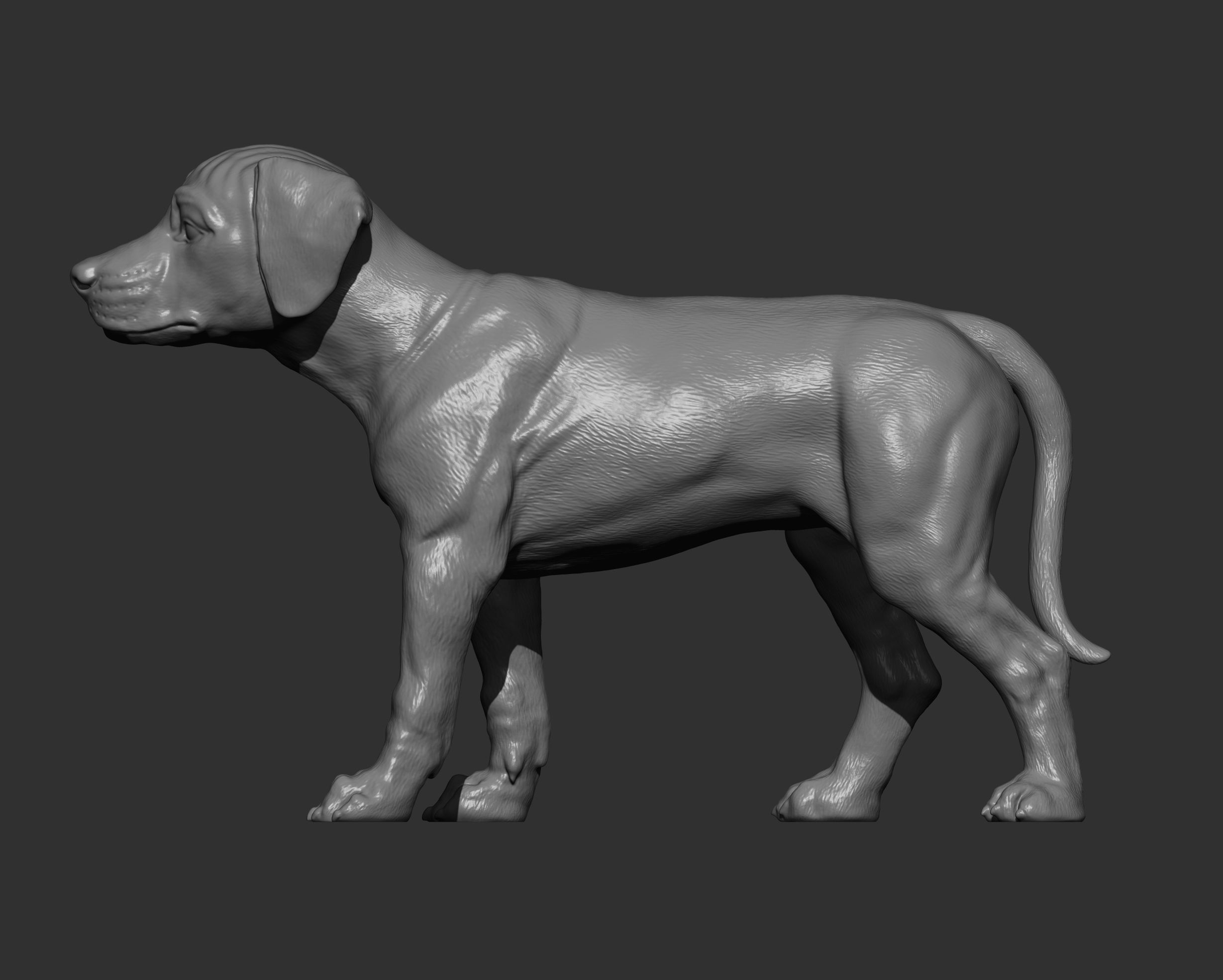 puppy rhodesian ridgeback standing 3D print model_10