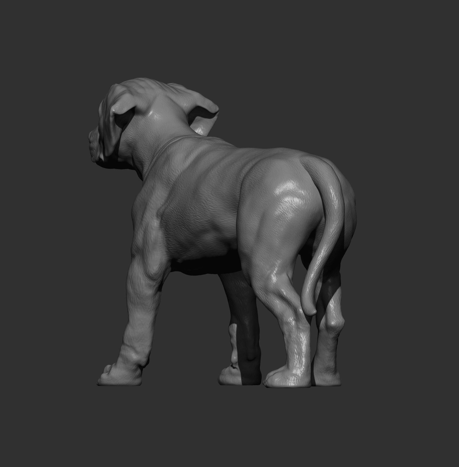puppy rhodesian ridgeback standing 3D print model_8