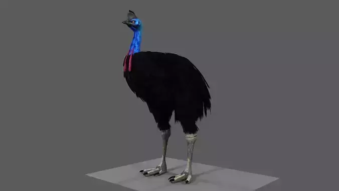 Cassowary struthio casuarius 3D model