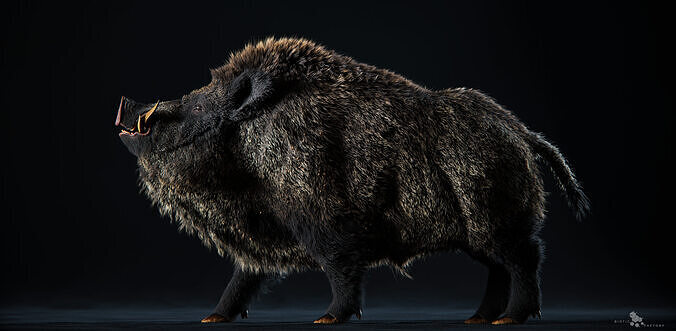 Wild Boar Full pack Low-poly 3D model