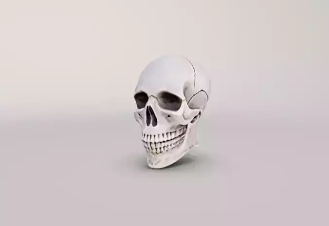 Human Skull
