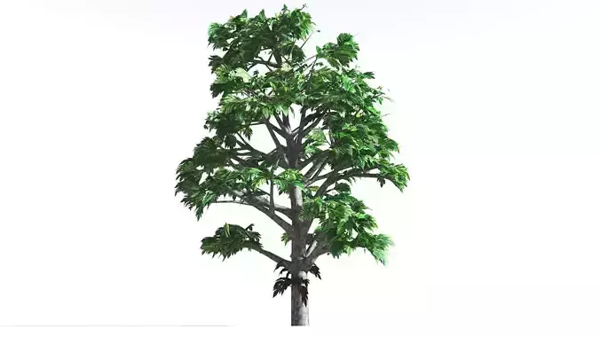 EVERYPlant Breadnut LowPoly 1 --12 Models-- Low-poly 3D model