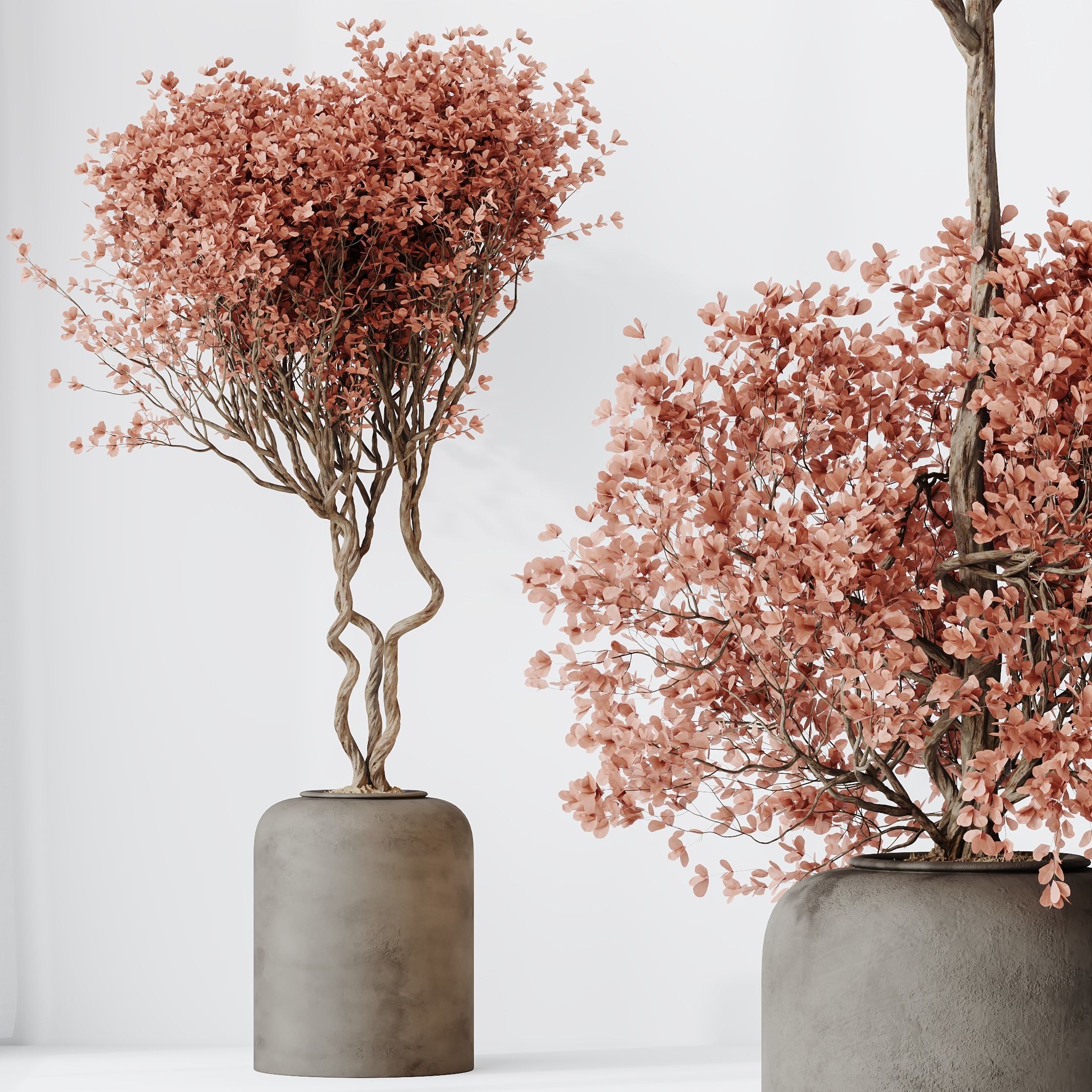 Kalamata Leccino Arbequina Wilsonii Chemlali Olive Set 34 3D model_3