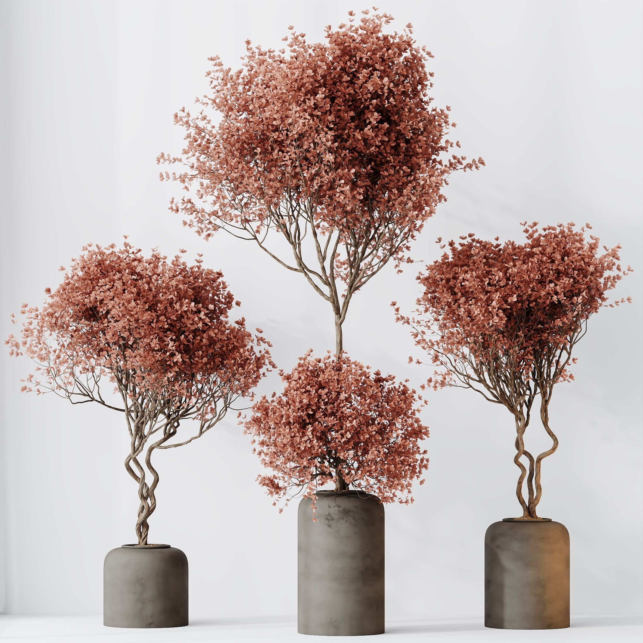 Kalamata Leccino Arbequina Wilsonii Chemlali Olive Set 34 3D model_1