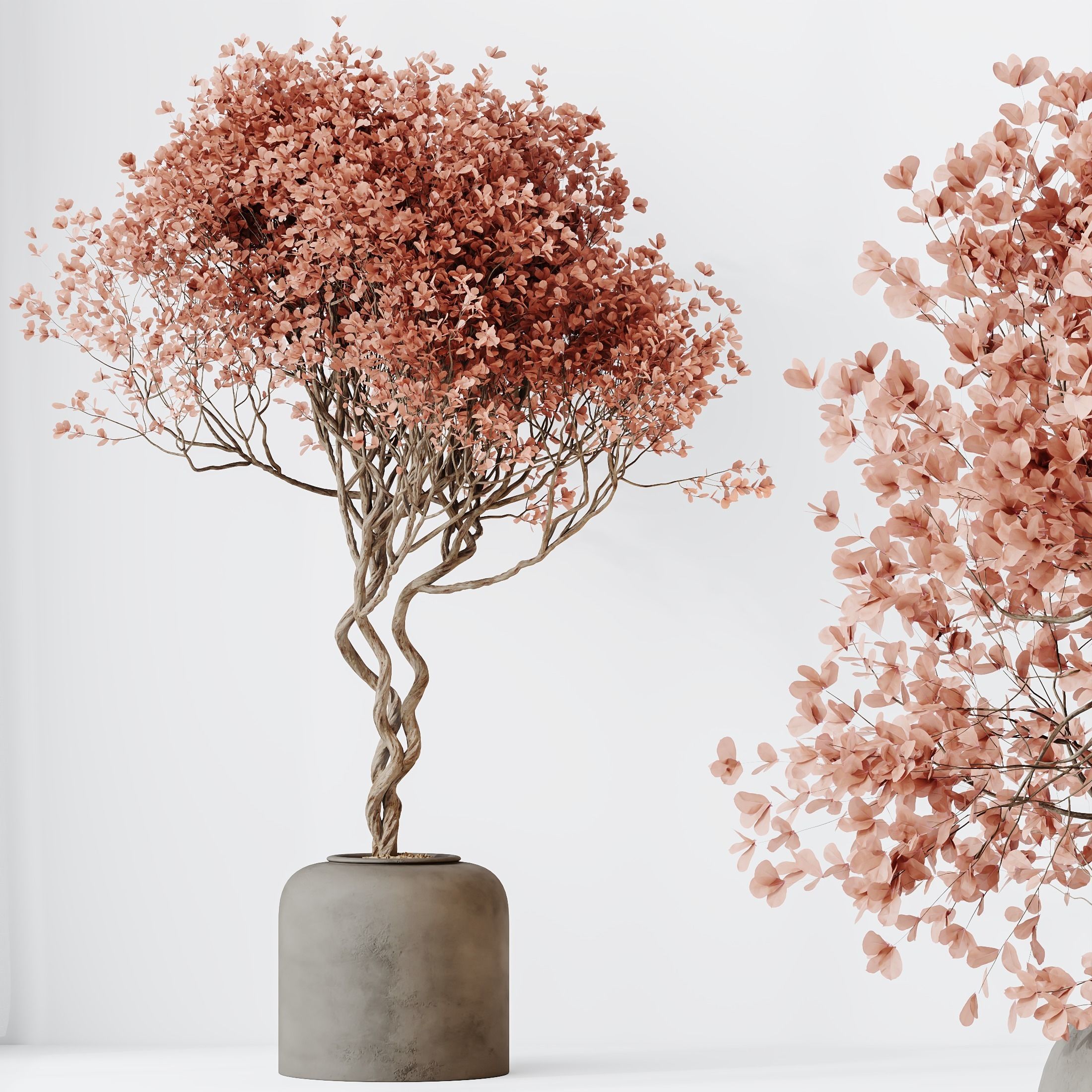 Kalamata Leccino Arbequina Wilsonii Chemlali Olive Set 34 3D model_2