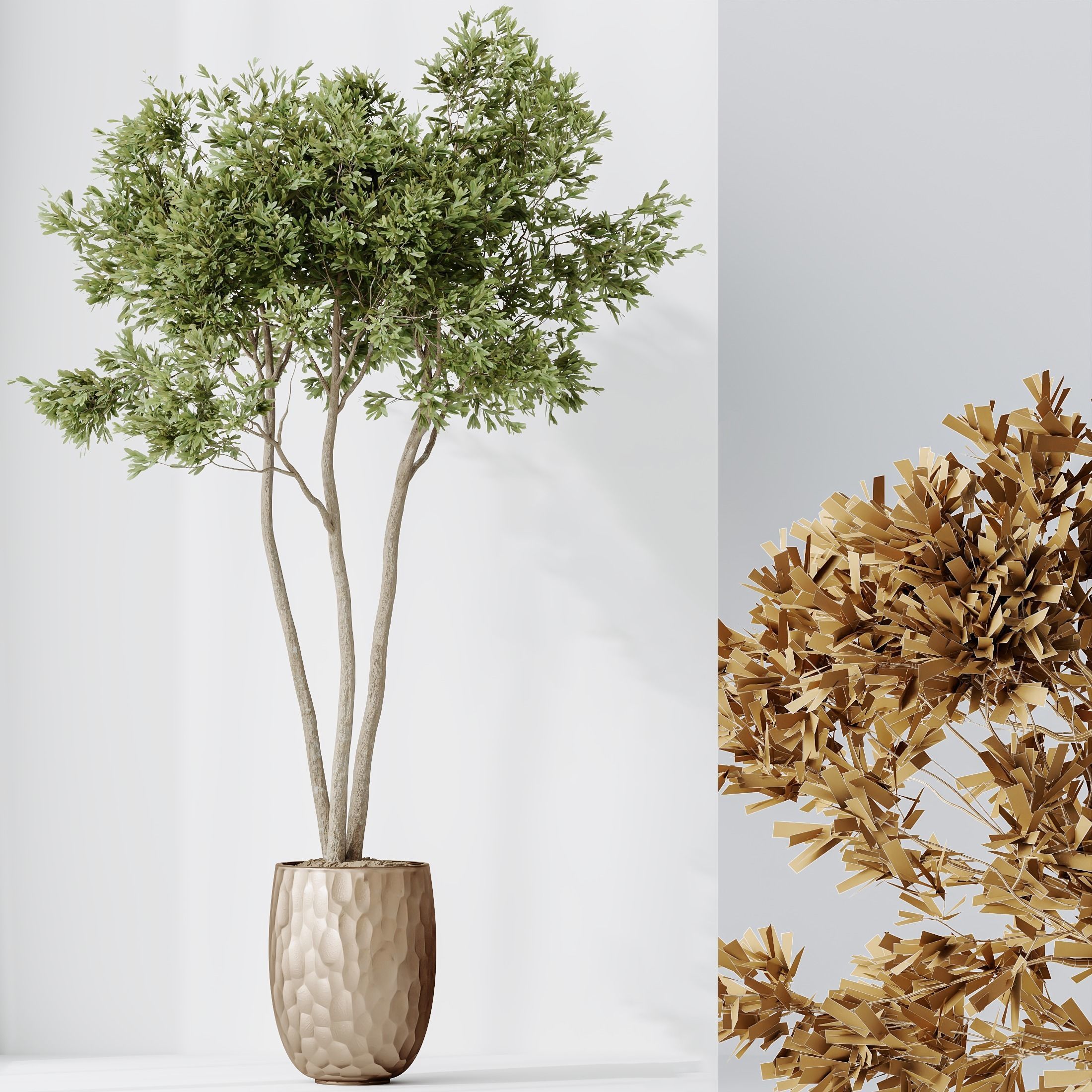 Indoor plants set 68 Wilsonii Chemlali Olive Coconut Palm 3D model_5