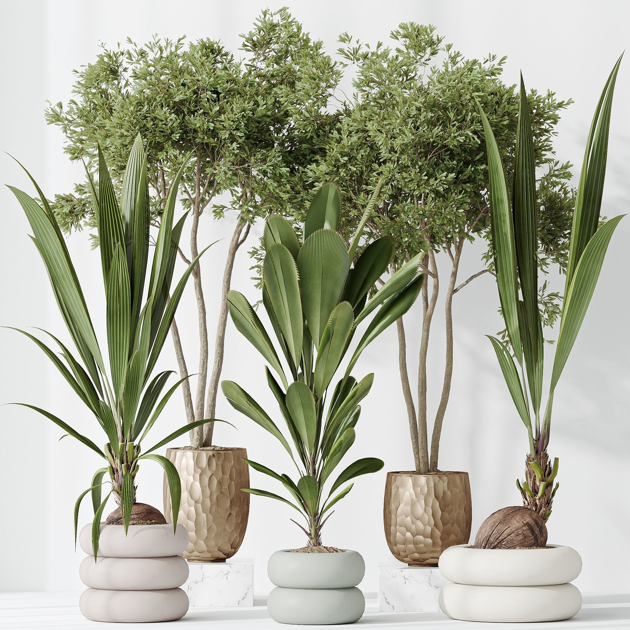 Indoor plants set 68 Wilsonii Chemlali Olive Coconut Palm 3D model_1