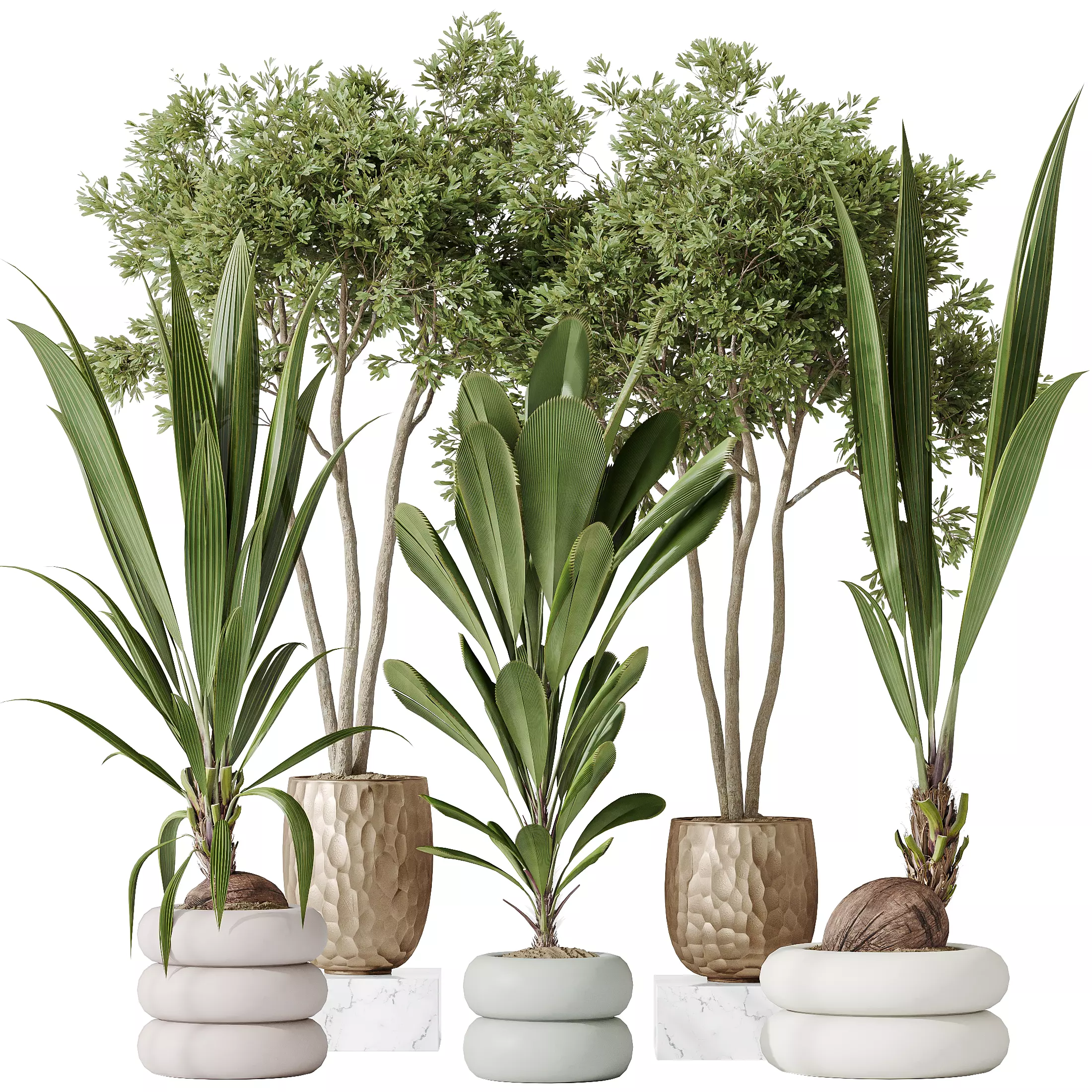 Indoor plants set 68 Wilsonii Chemlali Olive Coconut Palm 3D model_0