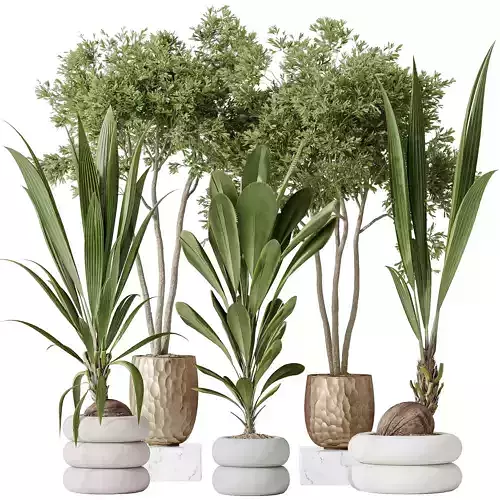 Indoor plants set 68 Wilsonii Chemlali Olive Coconut Palm 3D model