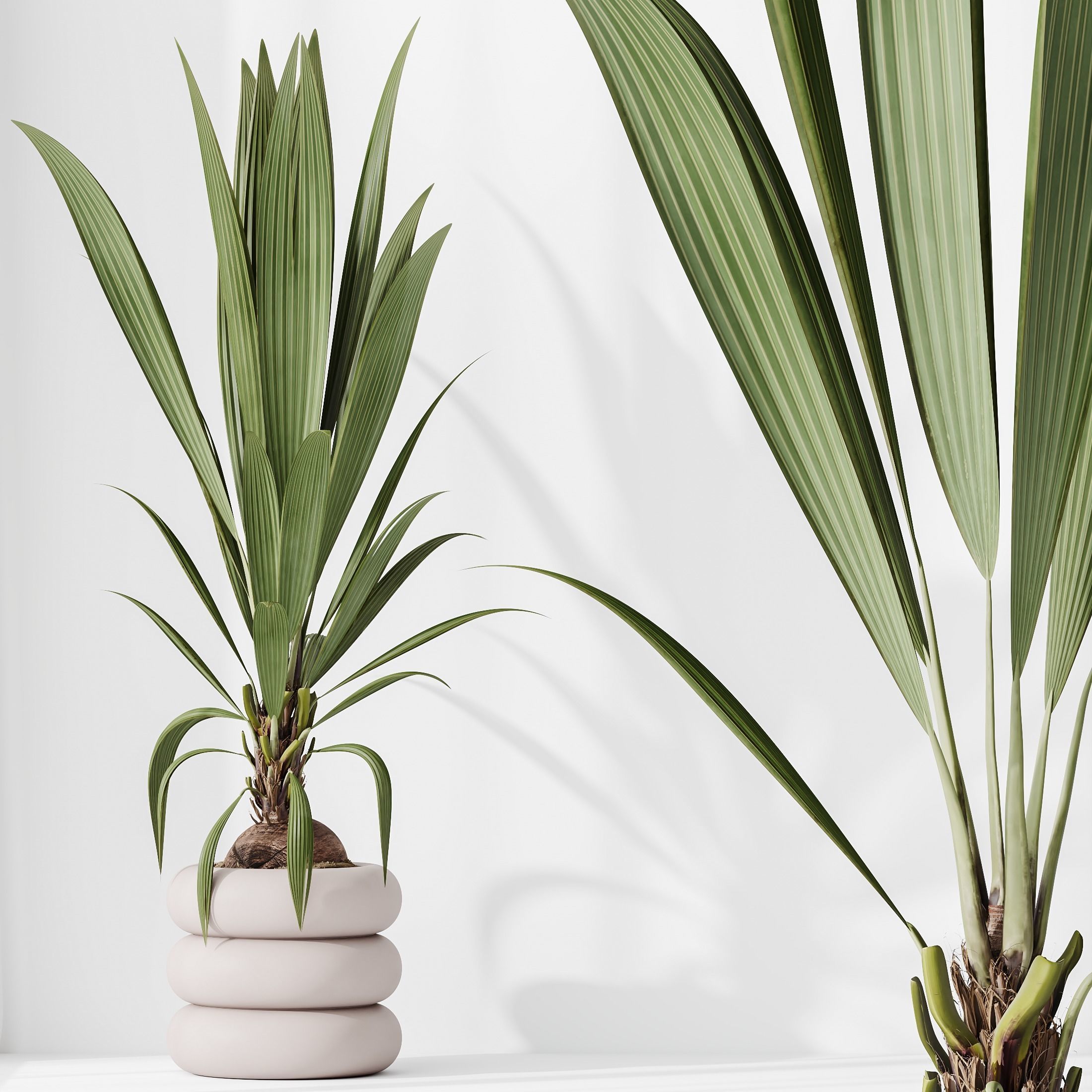 Indoor plants set 68 Wilsonii Chemlali Olive Coconut Palm 3D model_2