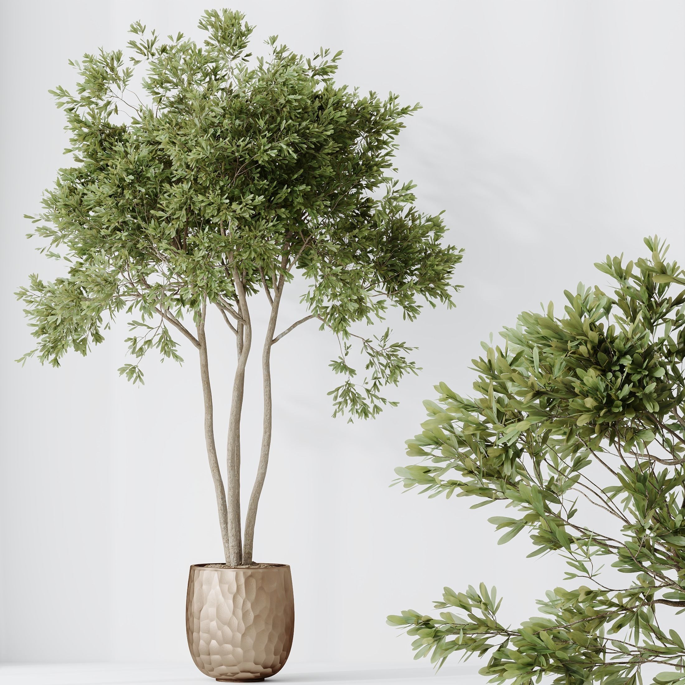 Indoor plants set 68 Wilsonii Chemlali Olive Coconut Palm 3D model_3