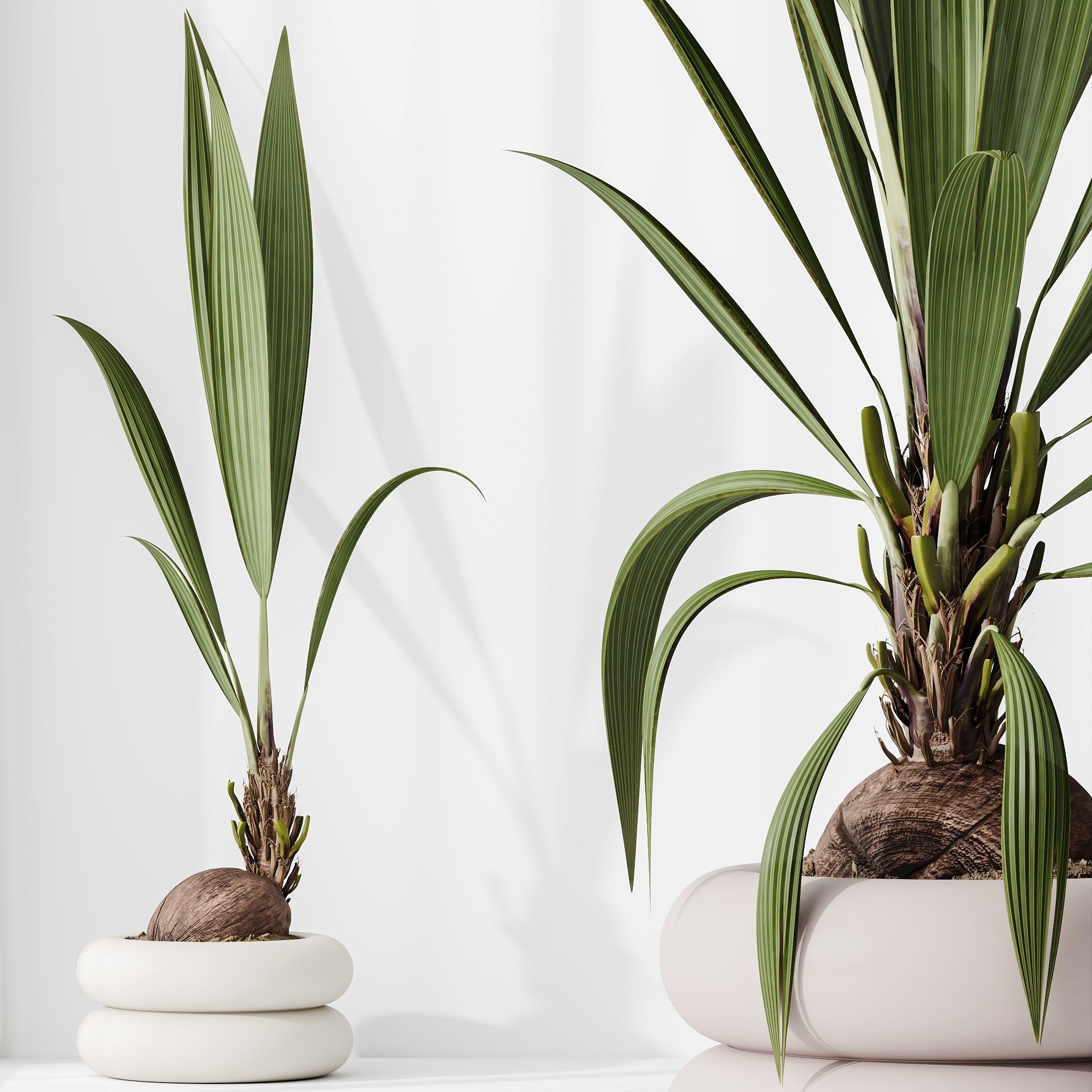 Indoor plants set 68 Wilsonii Chemlali Olive Coconut Palm 3D model_4