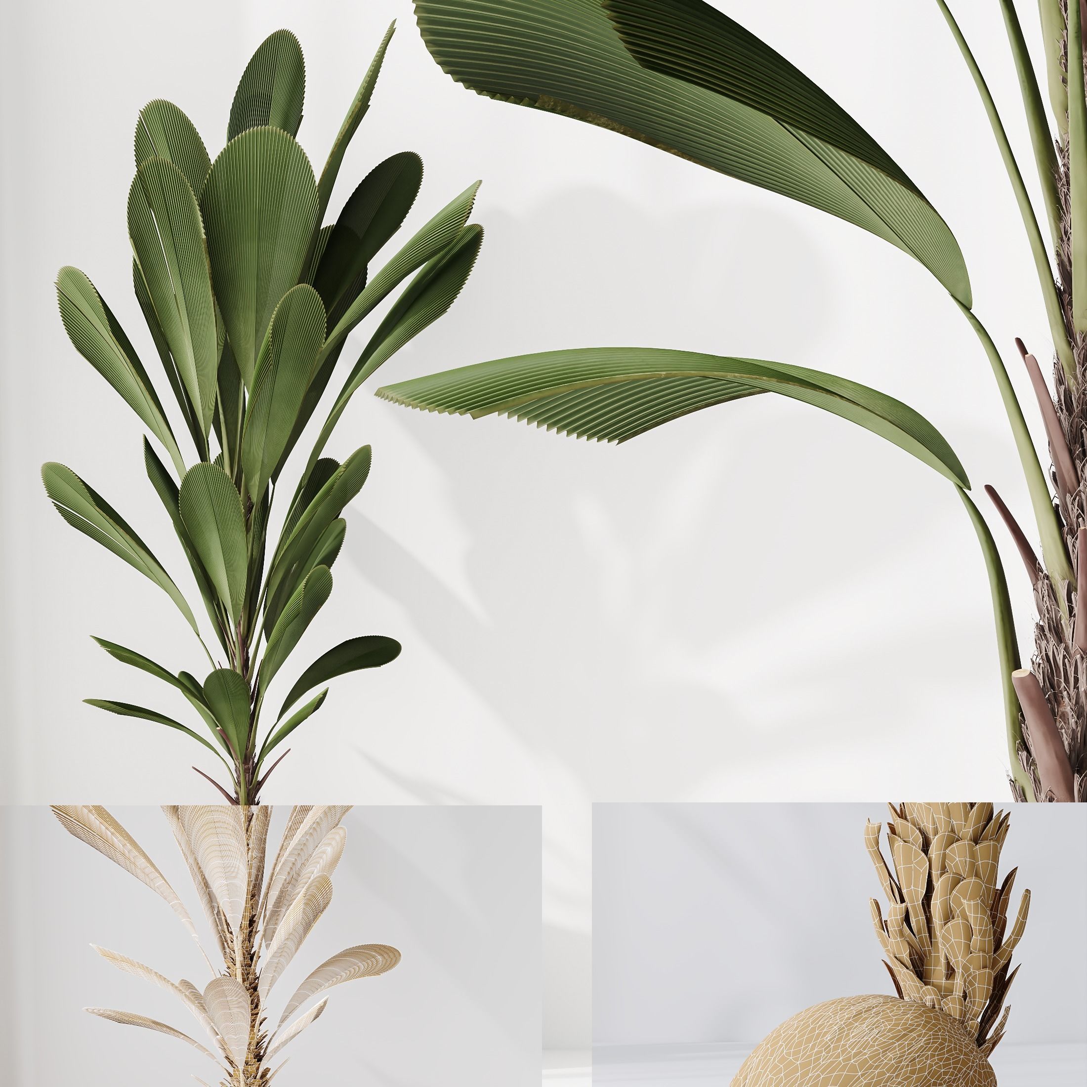 Indoor plants set 68 Wilsonii Chemlali Olive Coconut Palm 3D model_6