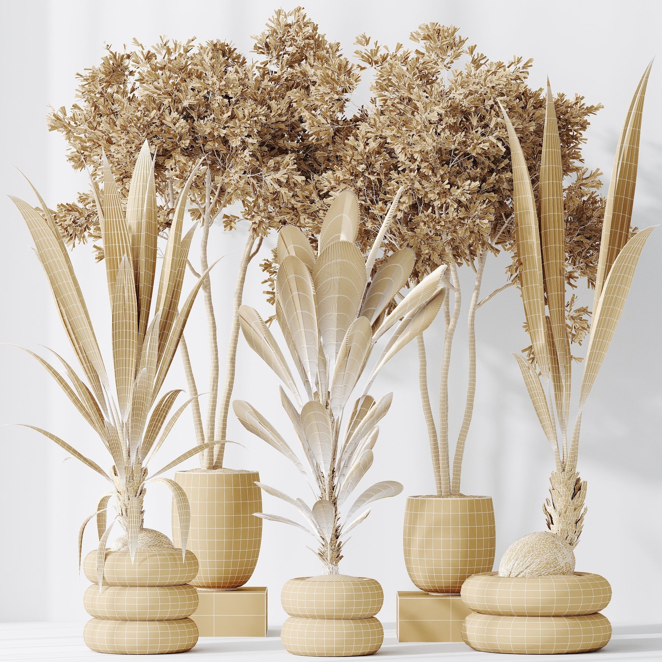 Indoor plants set 68 Wilsonii Chemlali Olive Coconut Palm 3D model_7