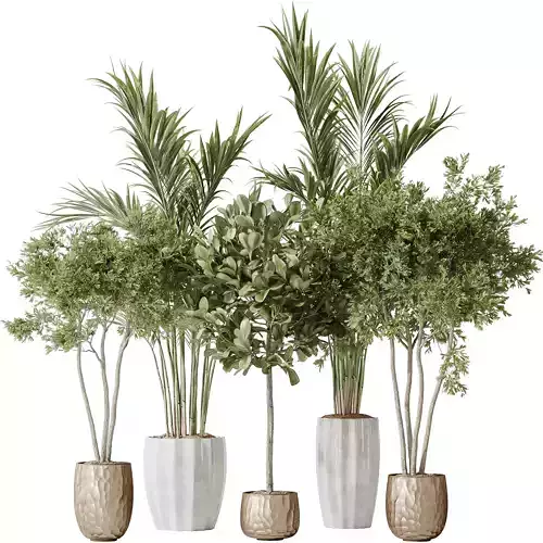 Indoor plants set 72 Majesty Cat Reed Palm Ficus Moclame 3D model
