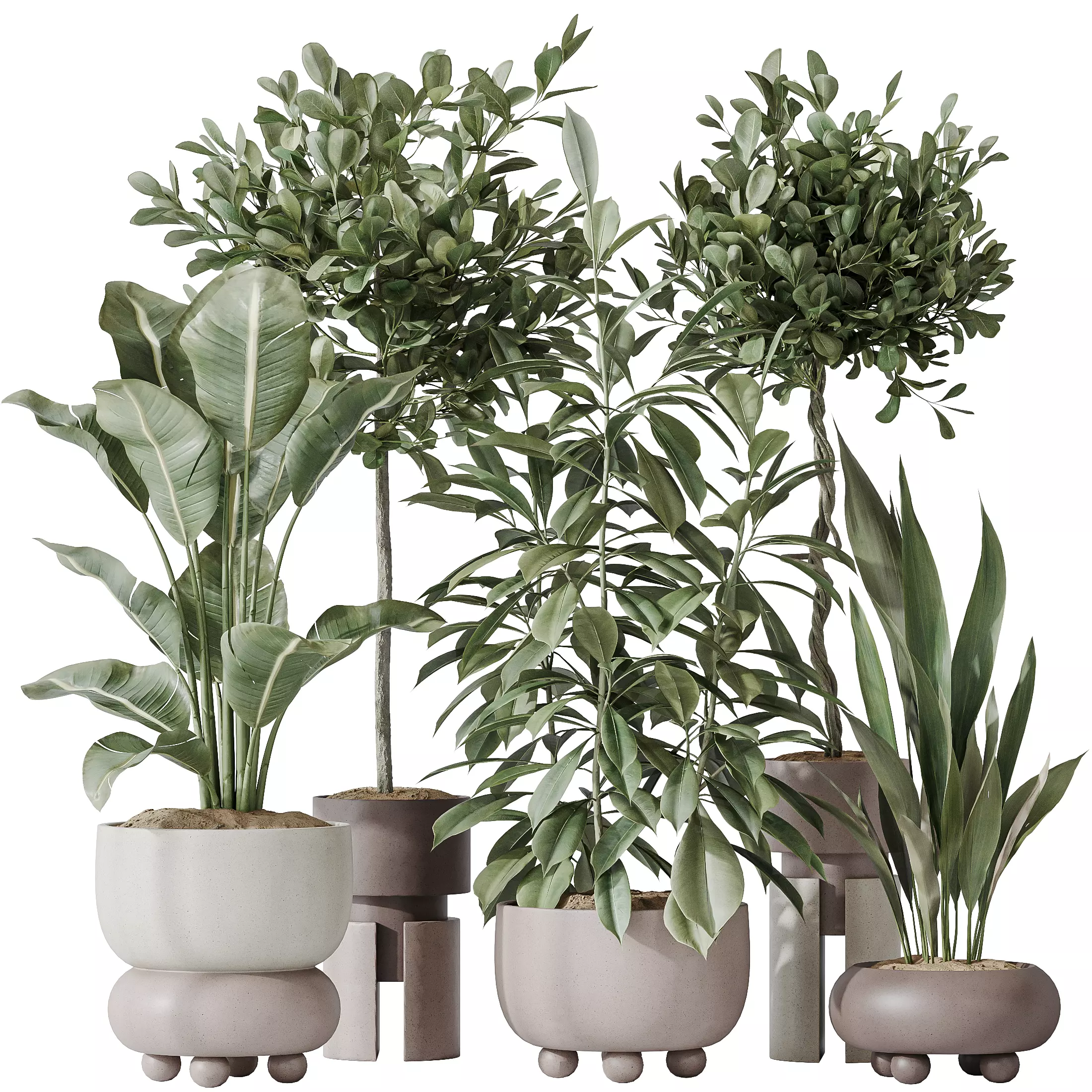 Indoor plants set 74 Ficus Microcarpa Indian Laurel Ficus 3D model_0
