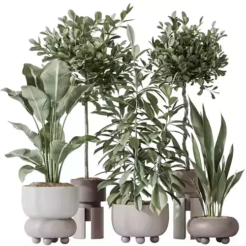 Indoor plants set 74 Ficus Microcarpa Indian Laurel Ficus 3D model