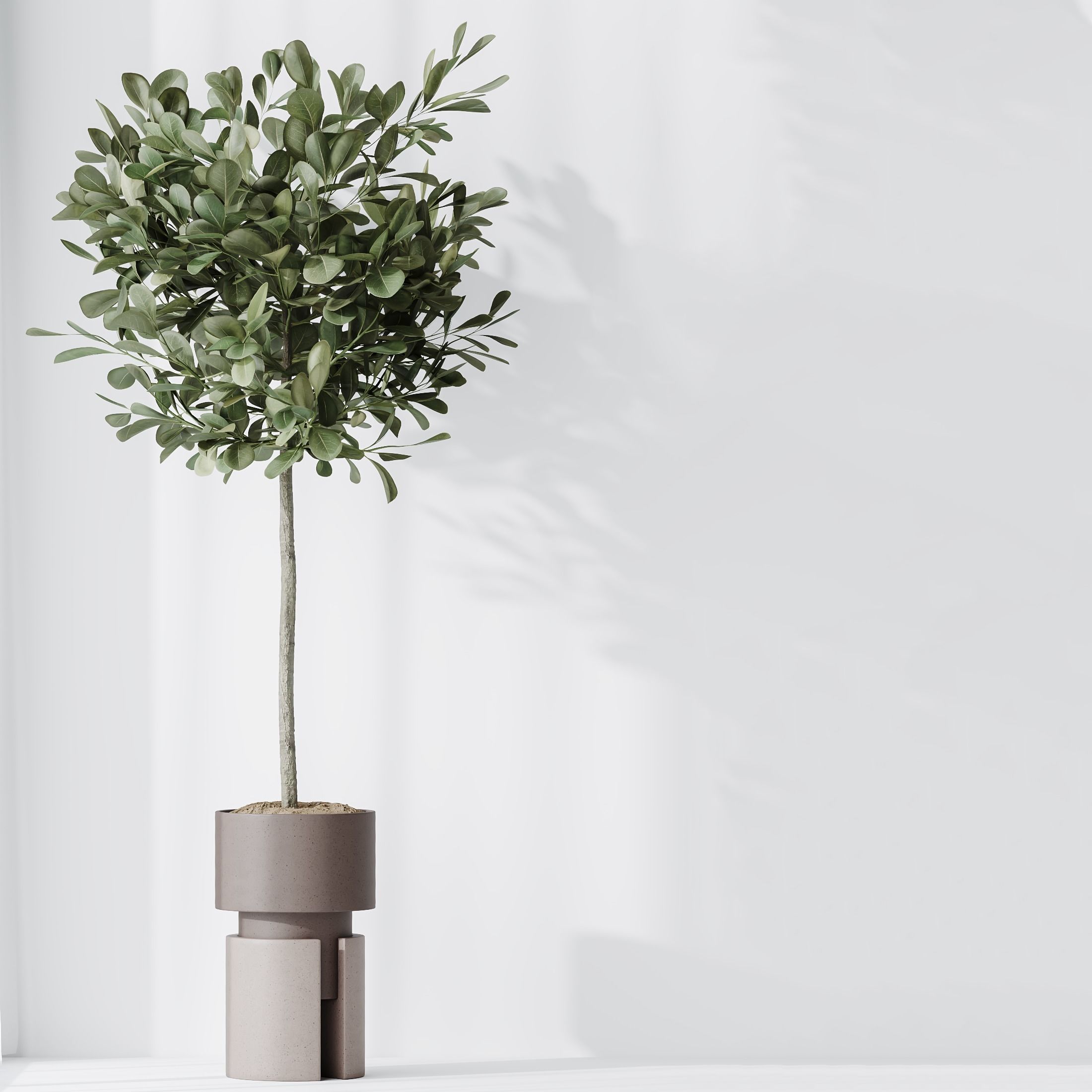 Indoor plants set 74 Ficus Microcarpa Indian Laurel Ficus 3D model_4