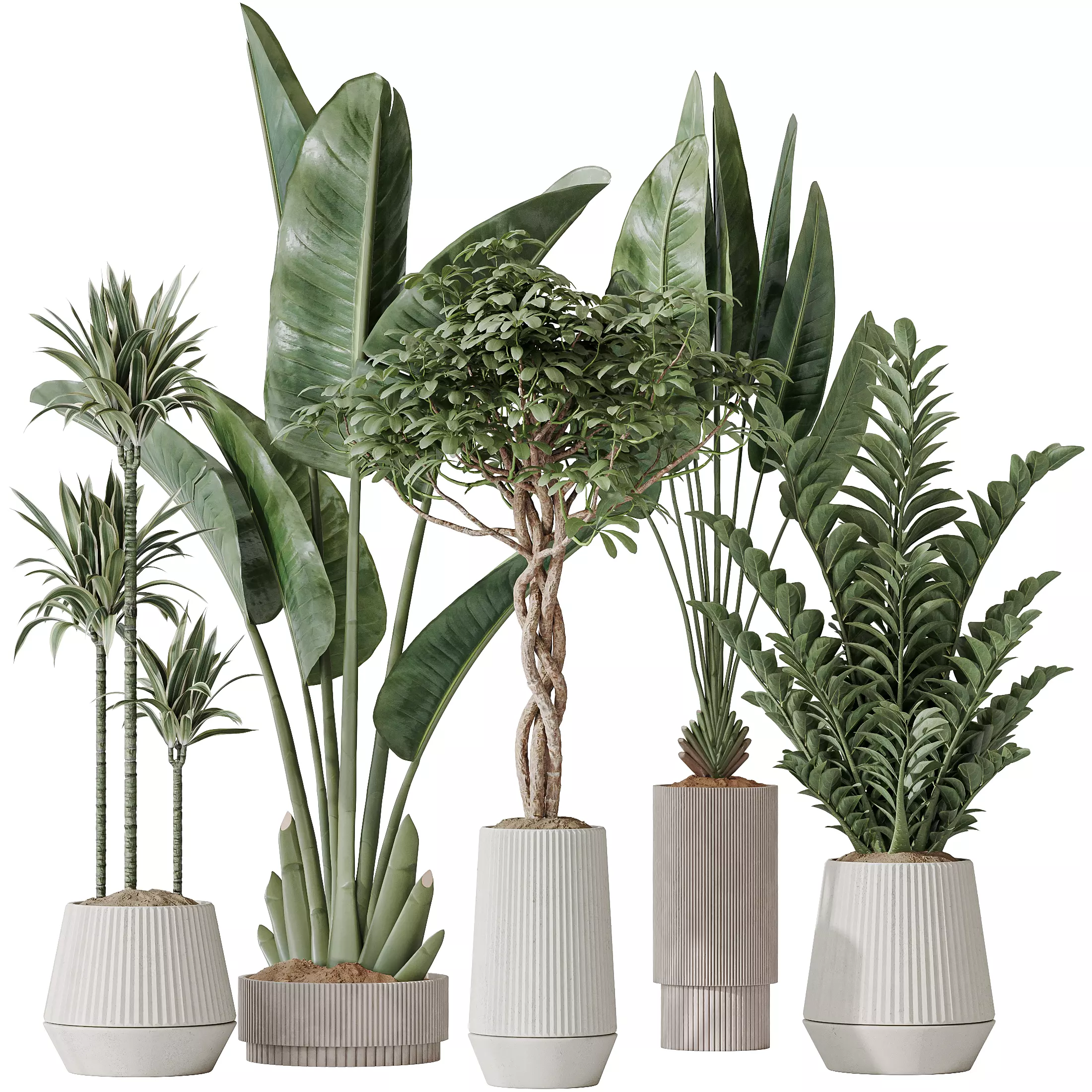 Indoor plants set 77 Bird Of ParadiseBird Schefflera Arboricola 3D model_0