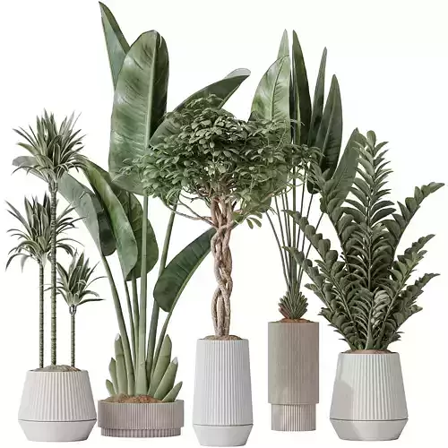 Indoor plants set 77 Bird Of ParadiseBird Schefflera Arboricola 3D model