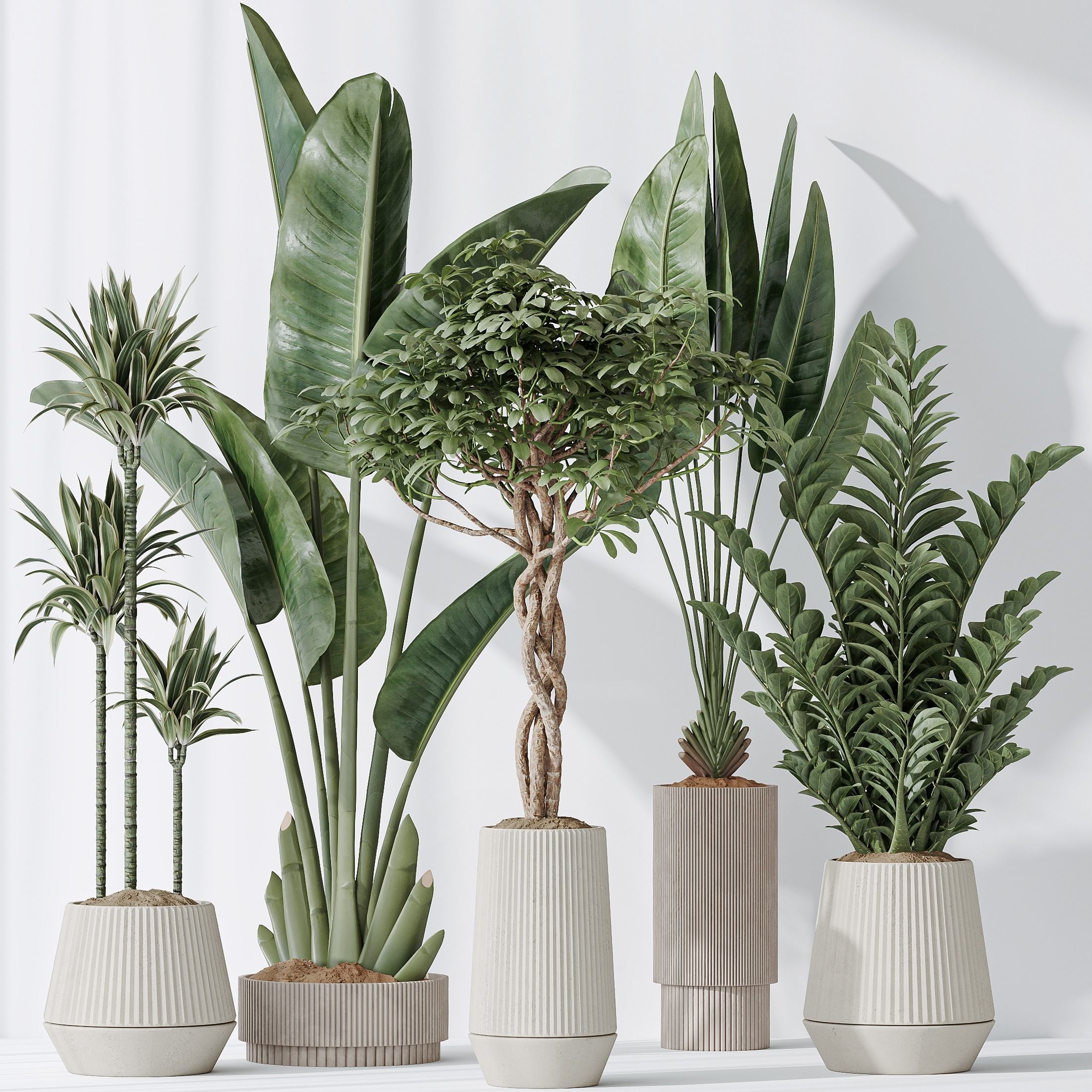 Indoor plants set 77 Bird Of ParadiseBird Schefflera Arboricola 3D model_1